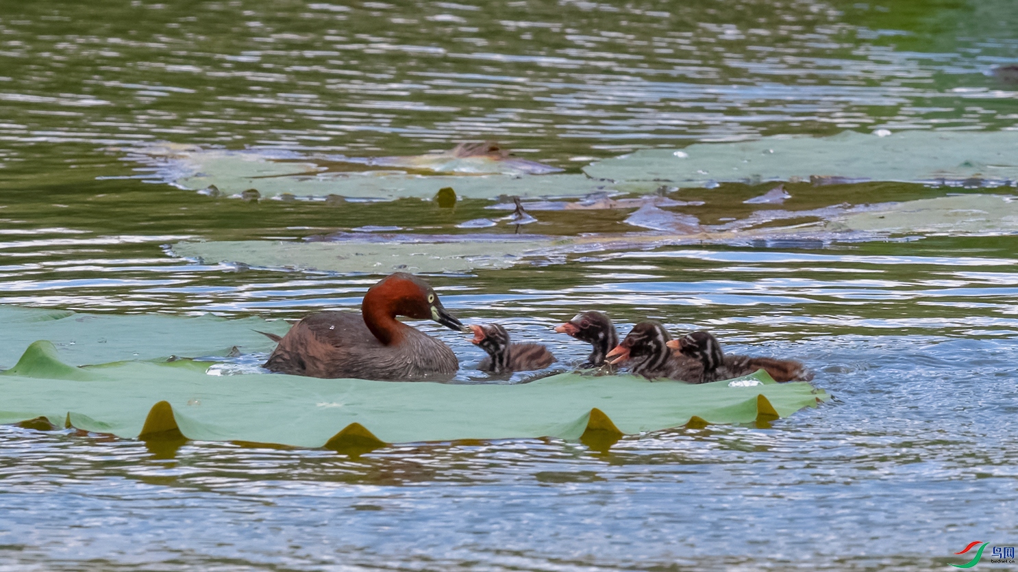 3DSC_1906_DxOa.jpg