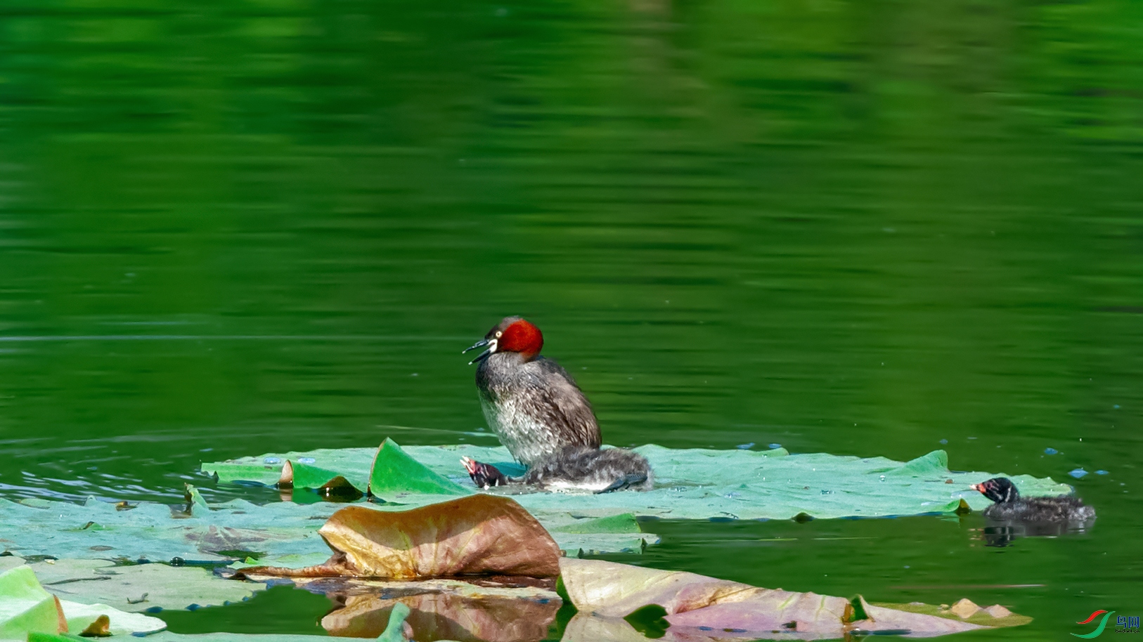 2DSC_0044_DxOa.jpg