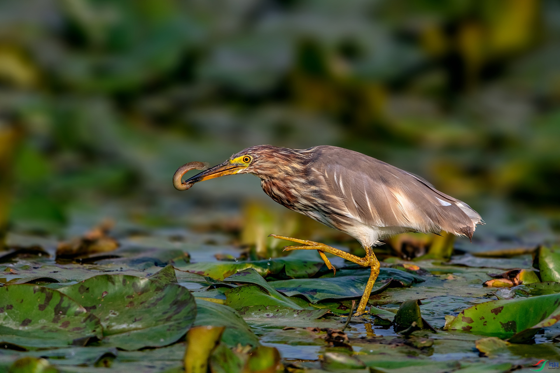 _AUU9526 �ջ�(26.3.21).jpg