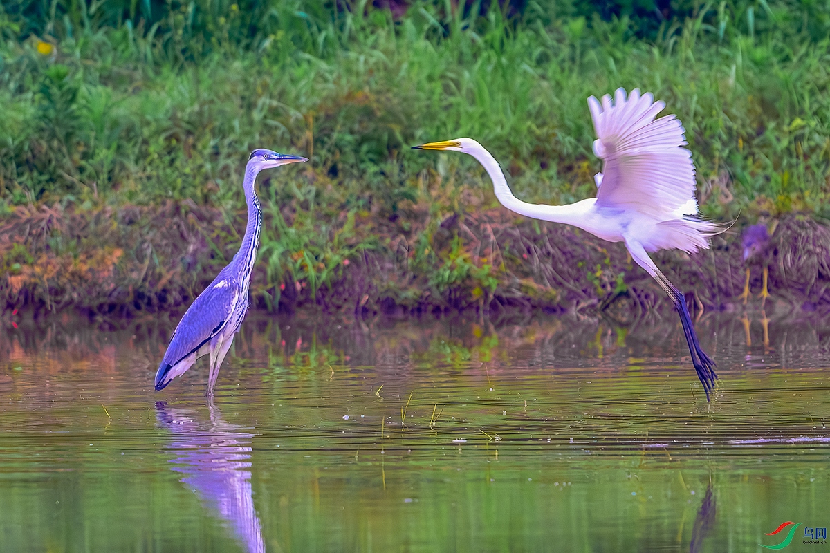 DSC_2331b.jpg