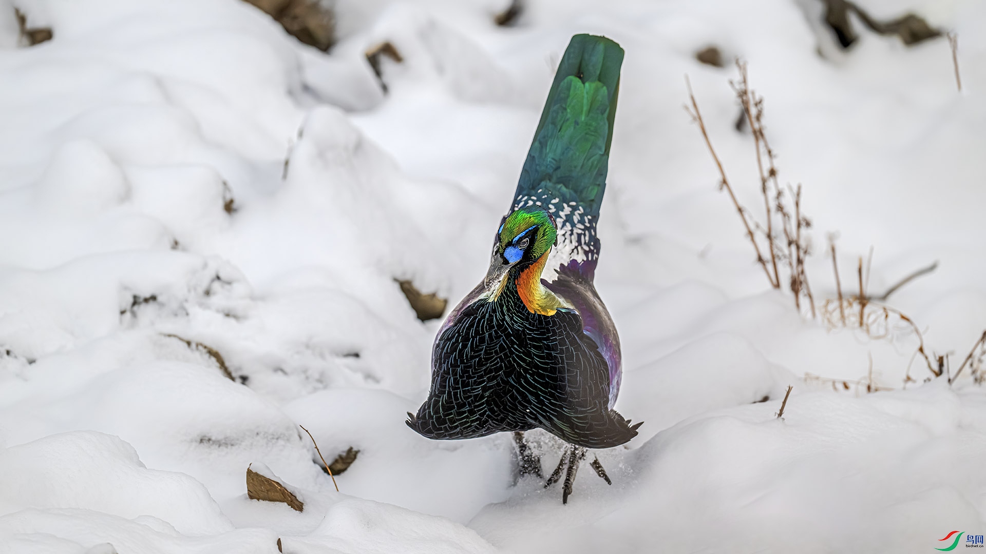 _DSC5747.jpg