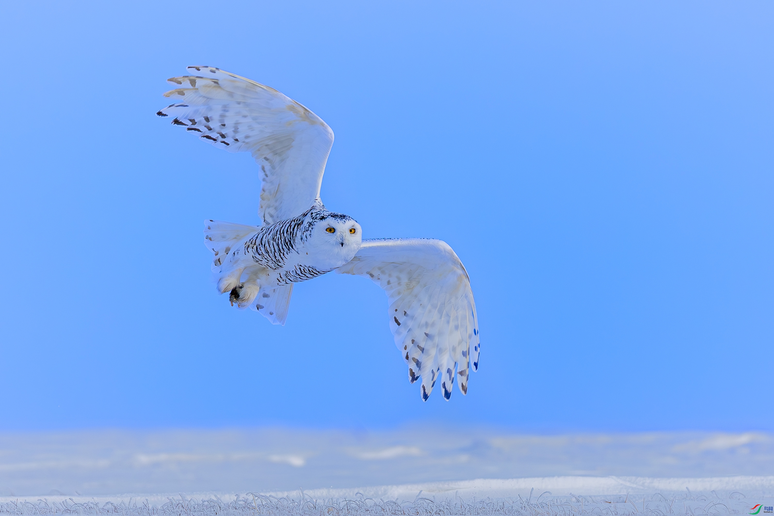 _72A3263-����ǿ-NR.JPG