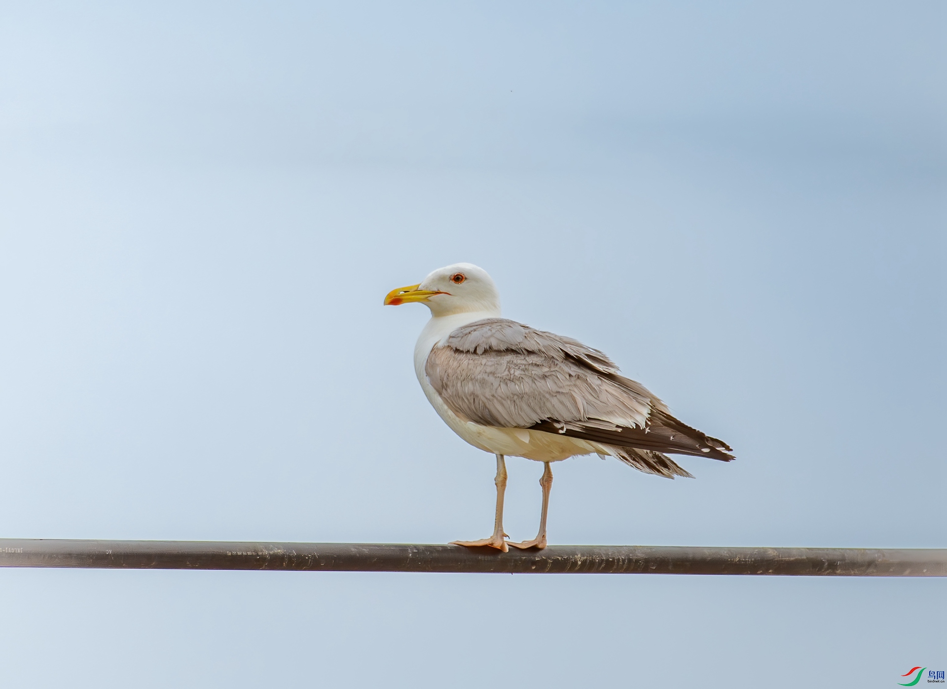 DSC_4037.jpg