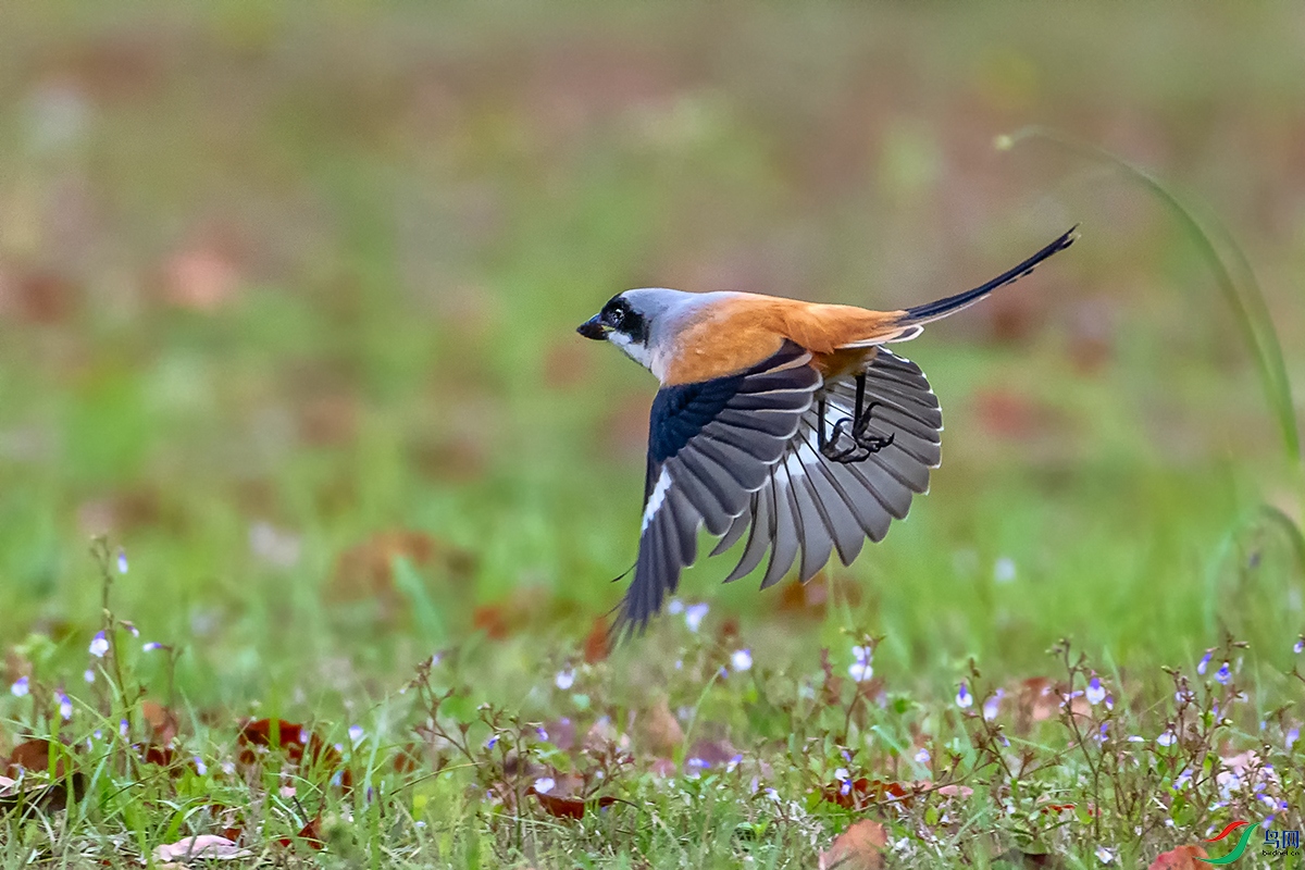DSC_9538A.jpg