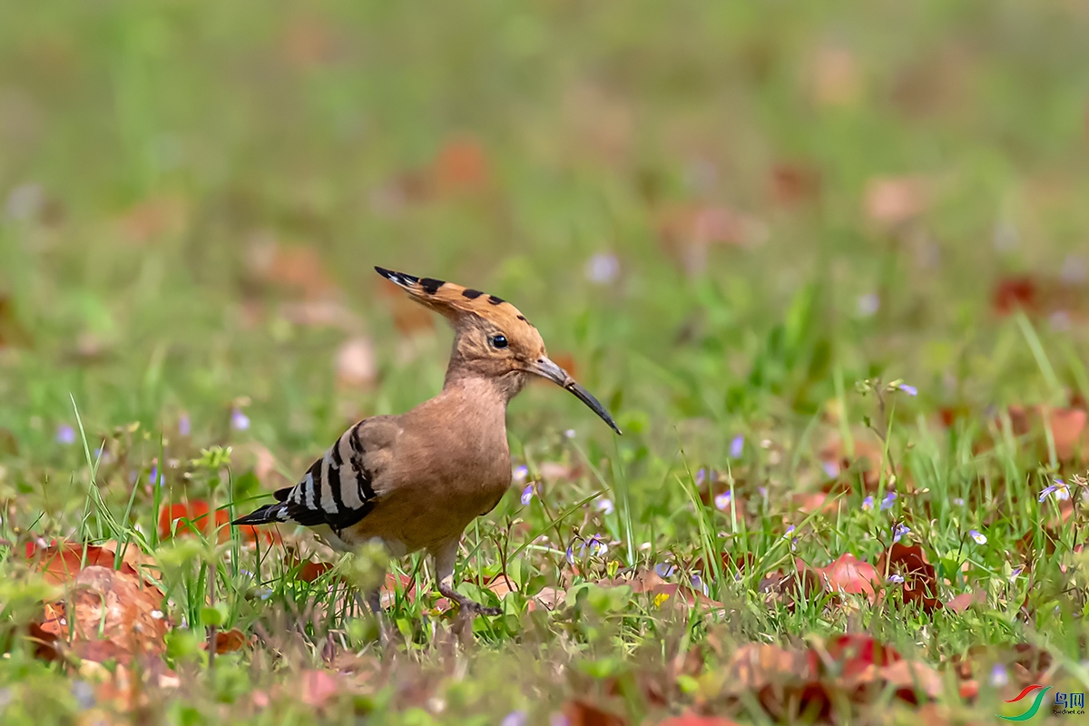 DSC_9597A.jpg