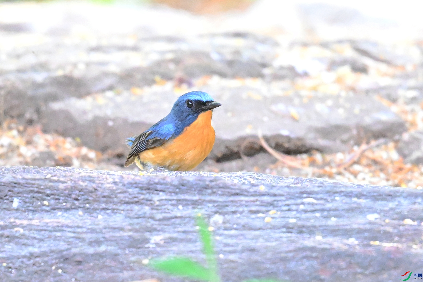 DSC_5643.JPG