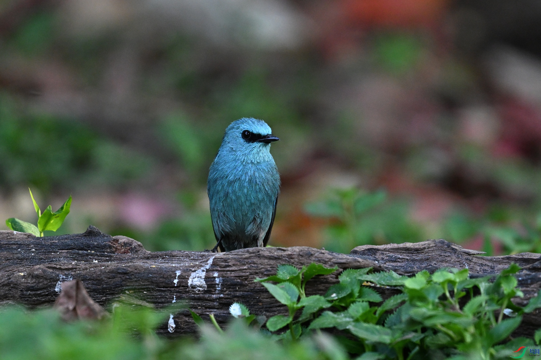 DSC_5685.JPG