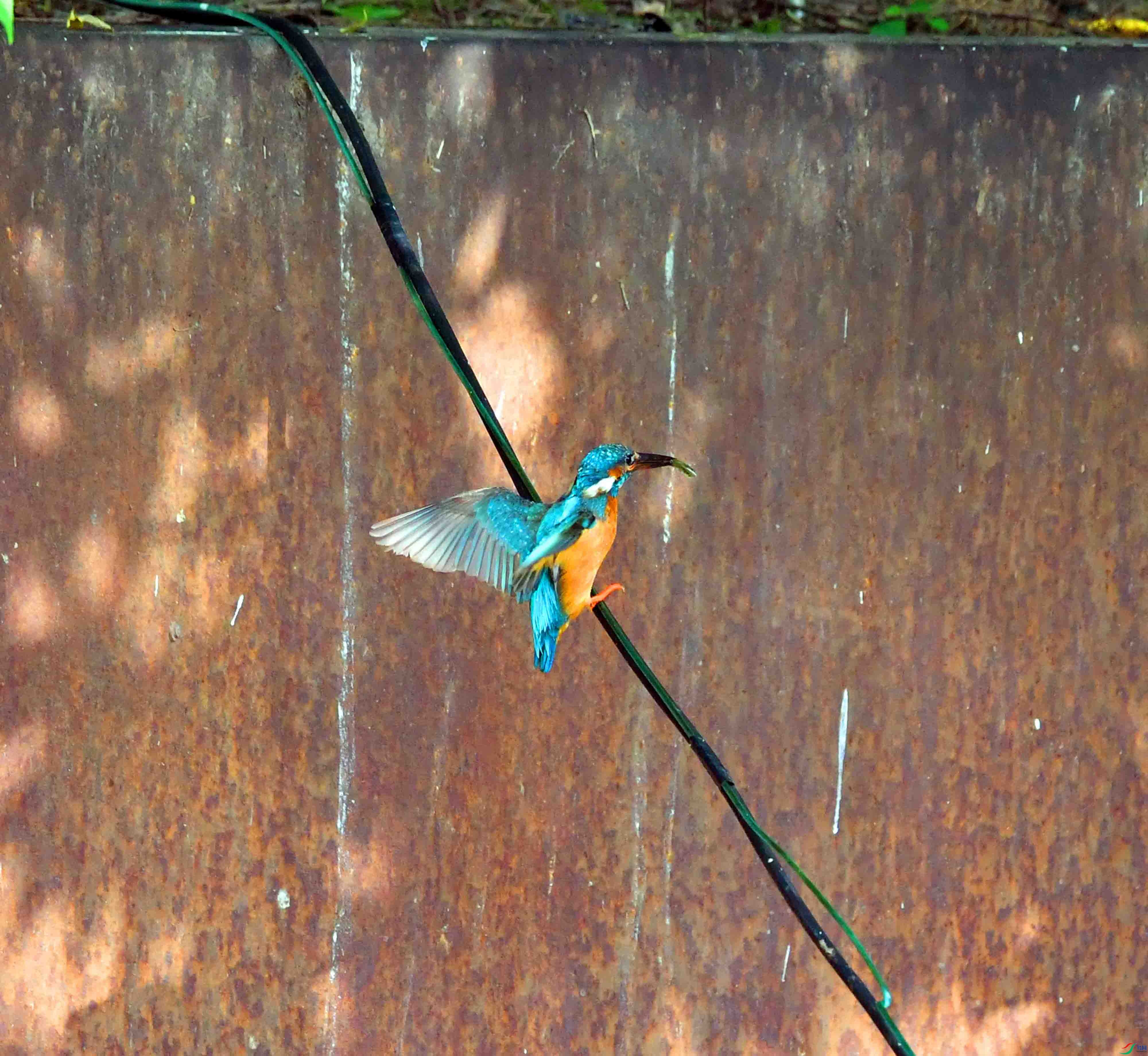 DSC_0349.JPG
