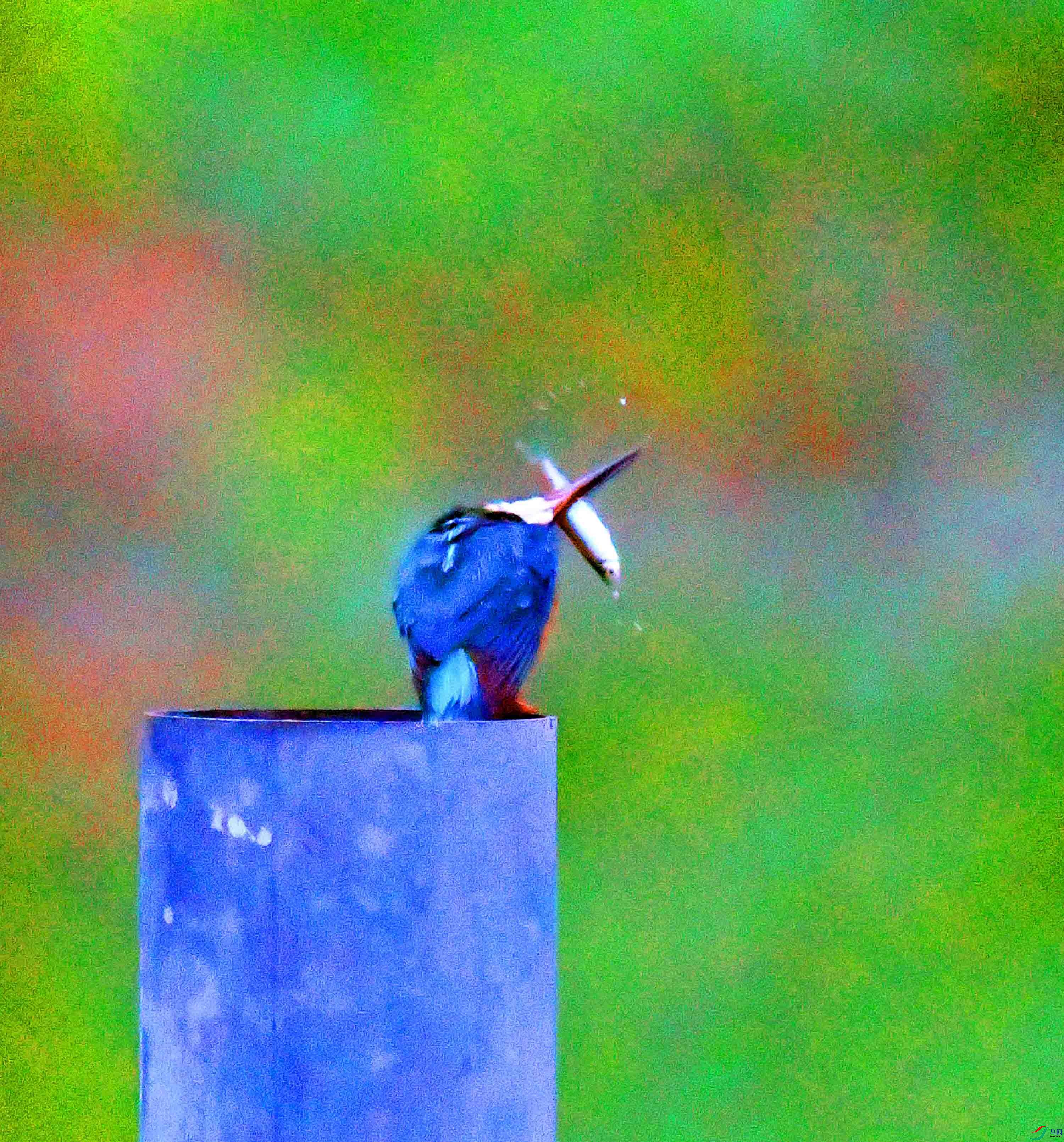DSC_0621.JPG