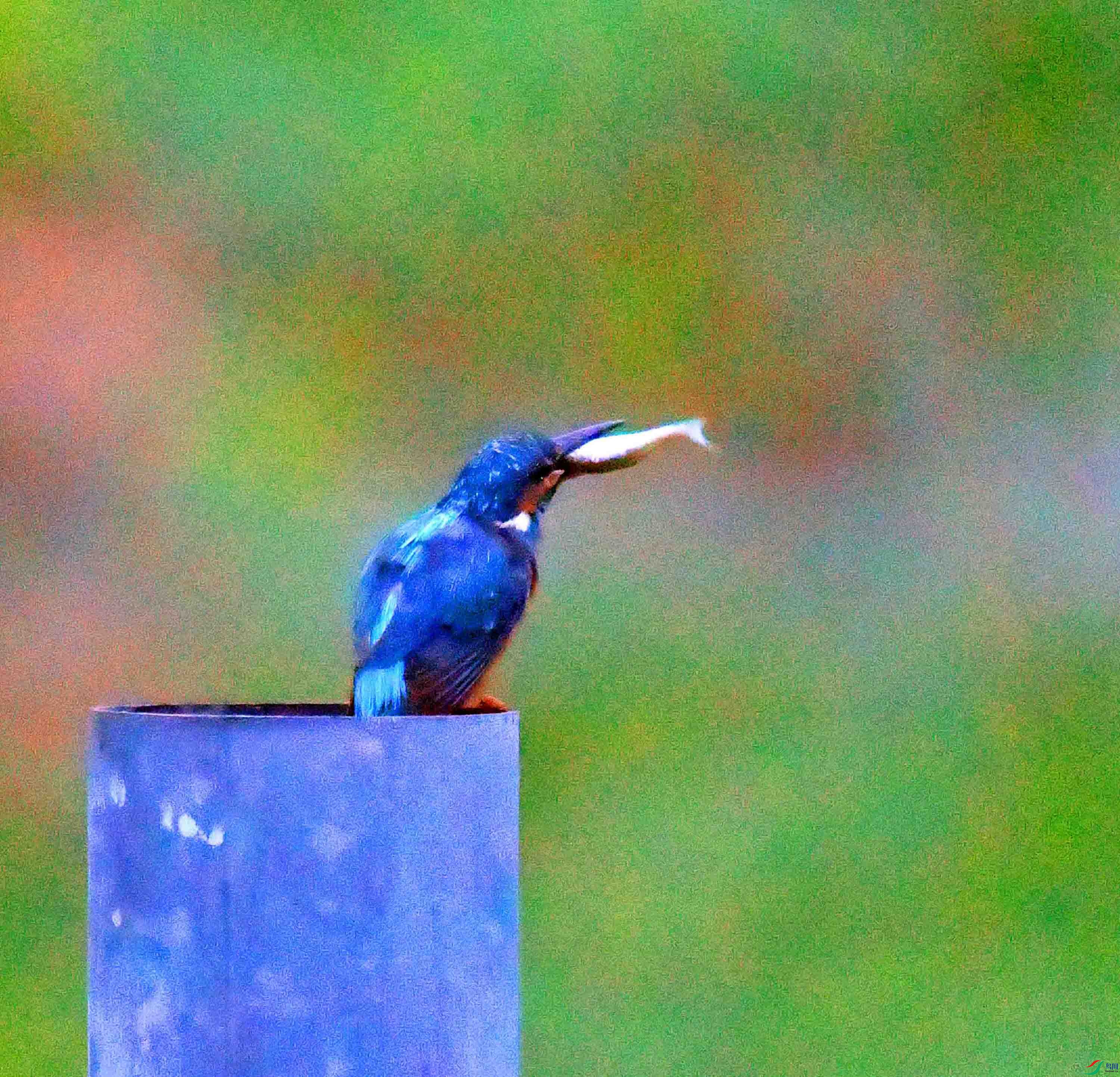 DSC_0638.JPG