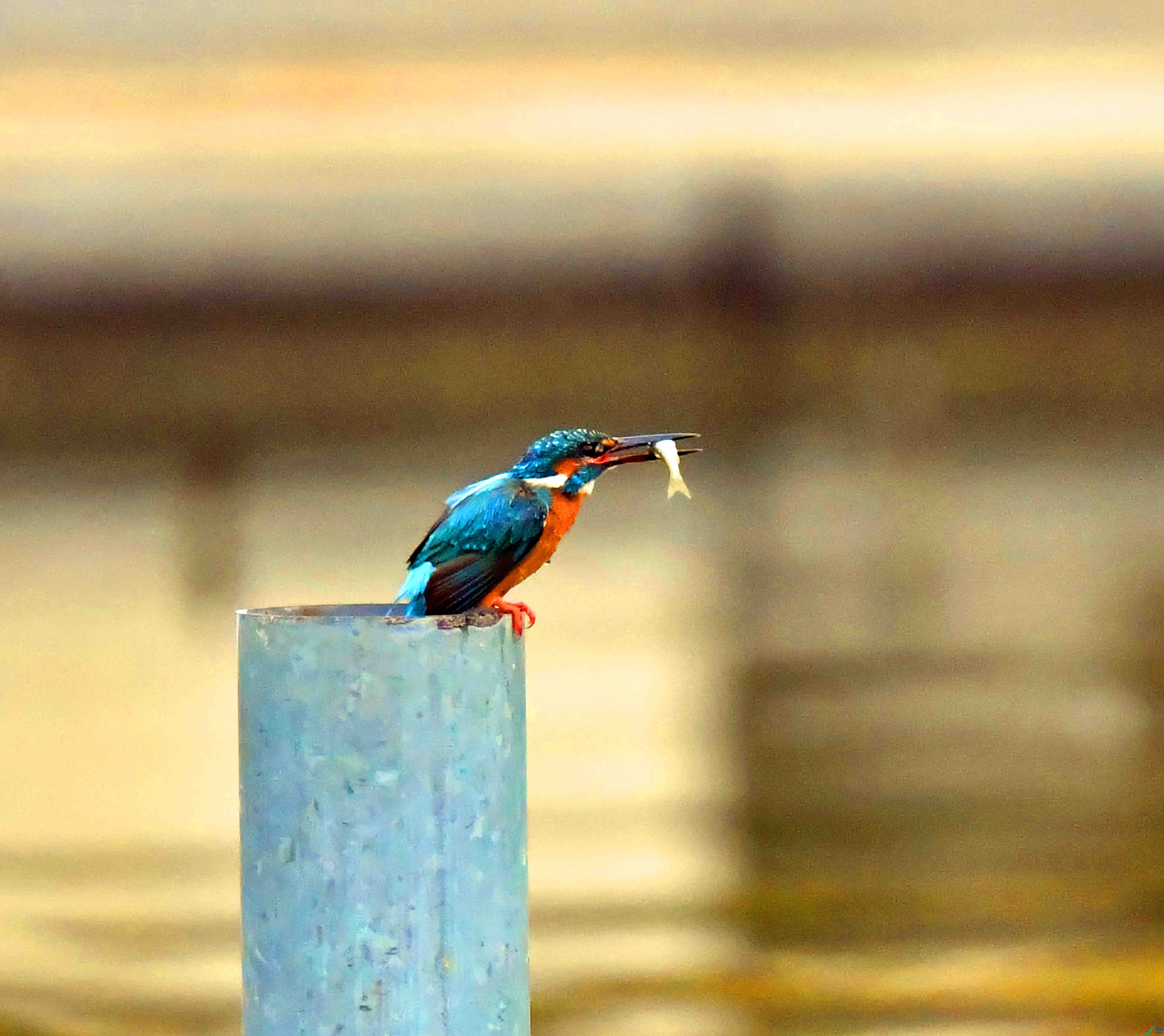 DSC_0935.JPG