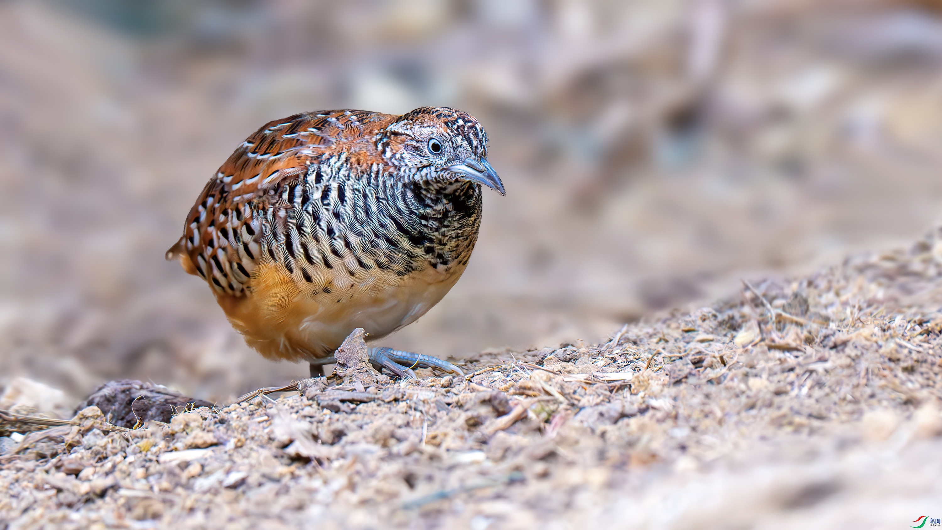 DSC_5216-����ǿ-NR.jpg