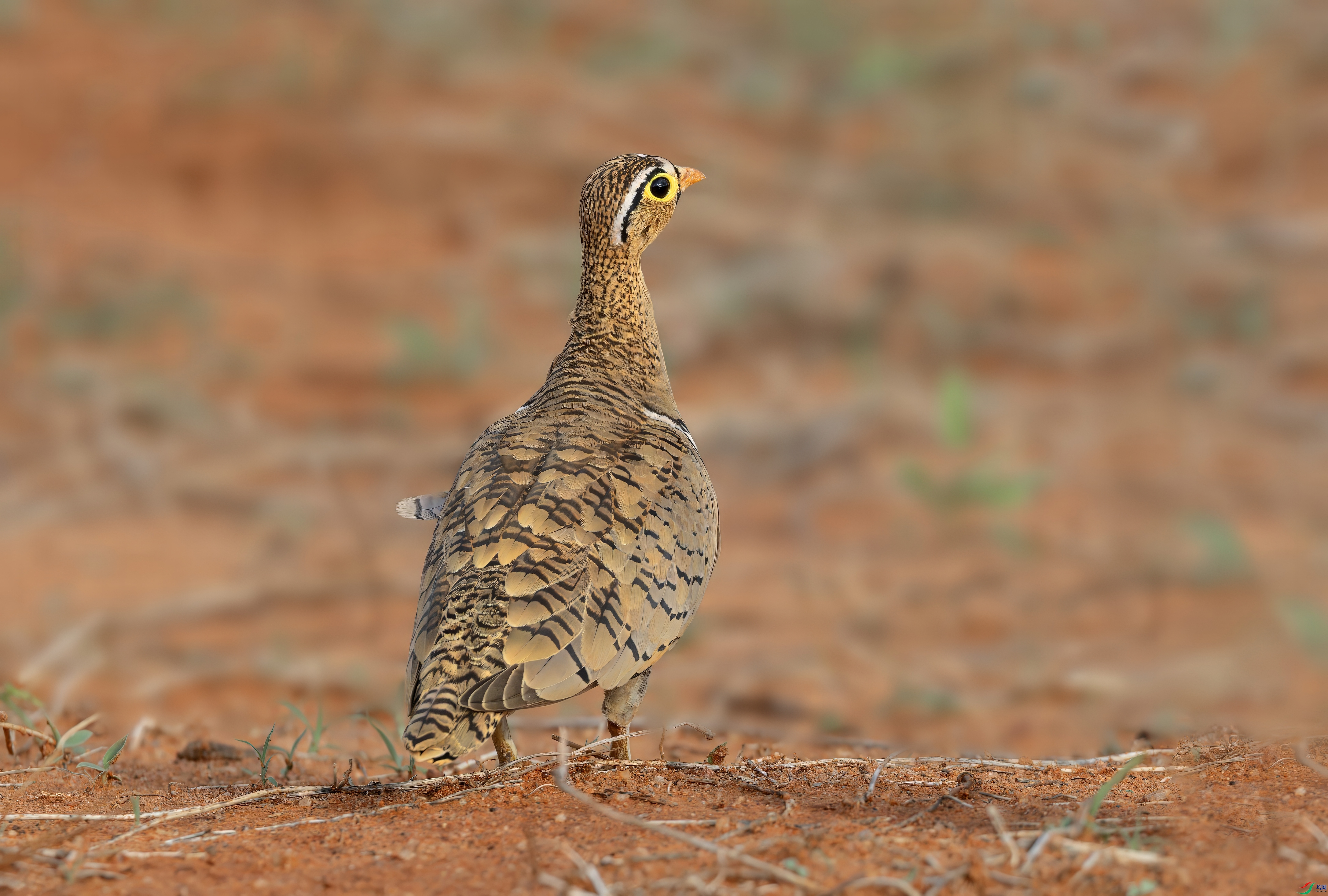_08A8853-topaz-denoise.jpeg