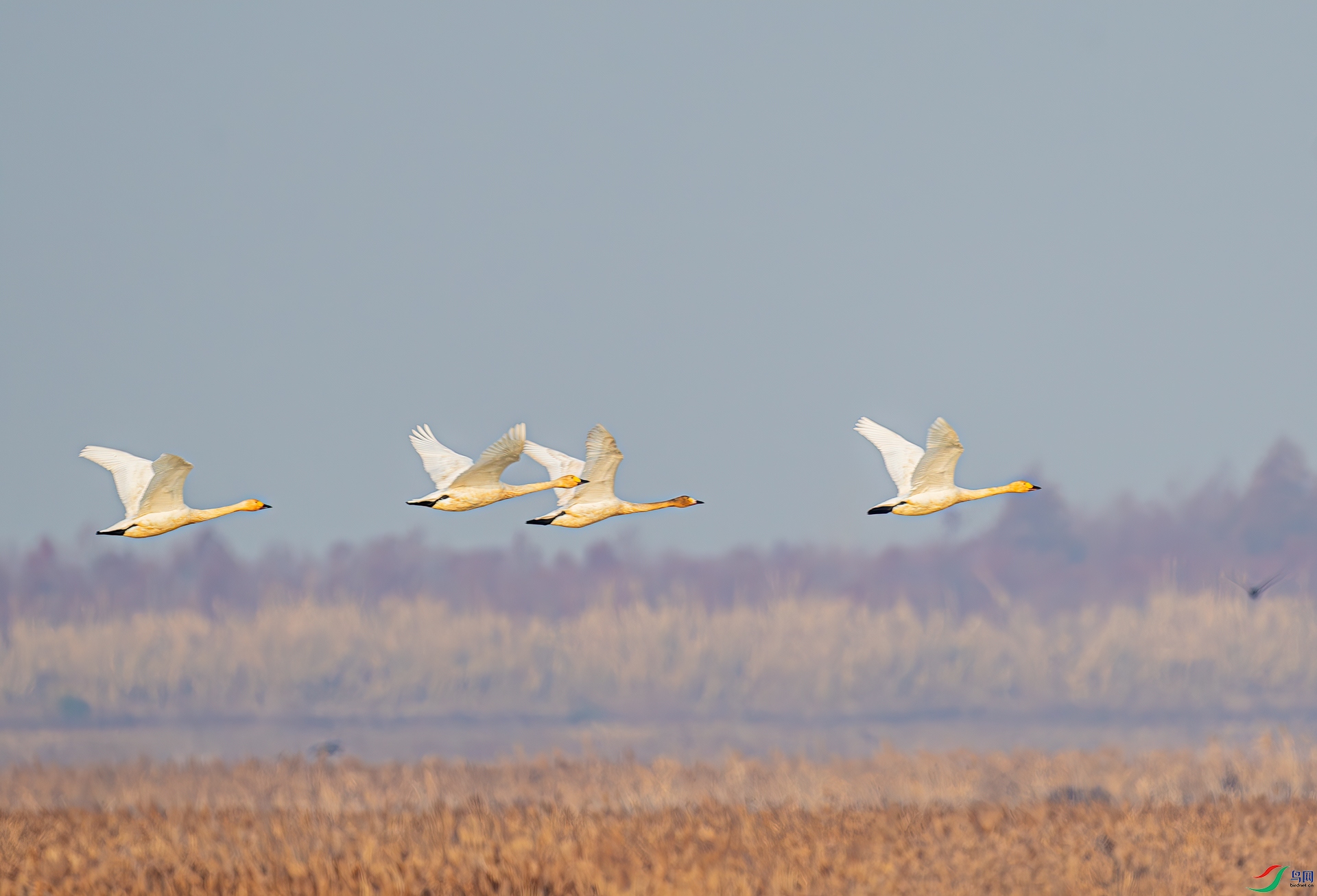 DSC_1262-����ǿ-NR-11.jpg