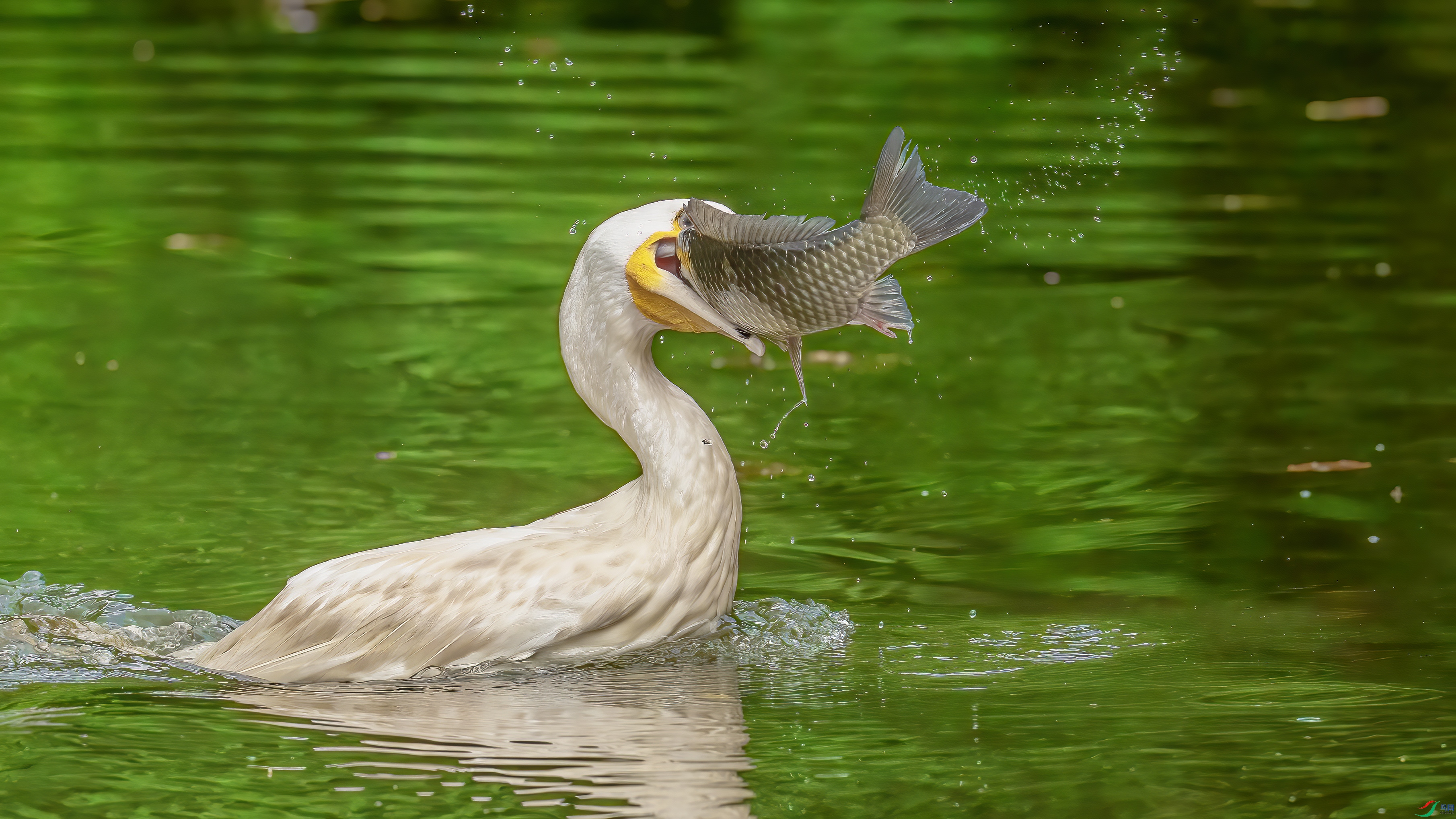 DSC04393 A.jpg