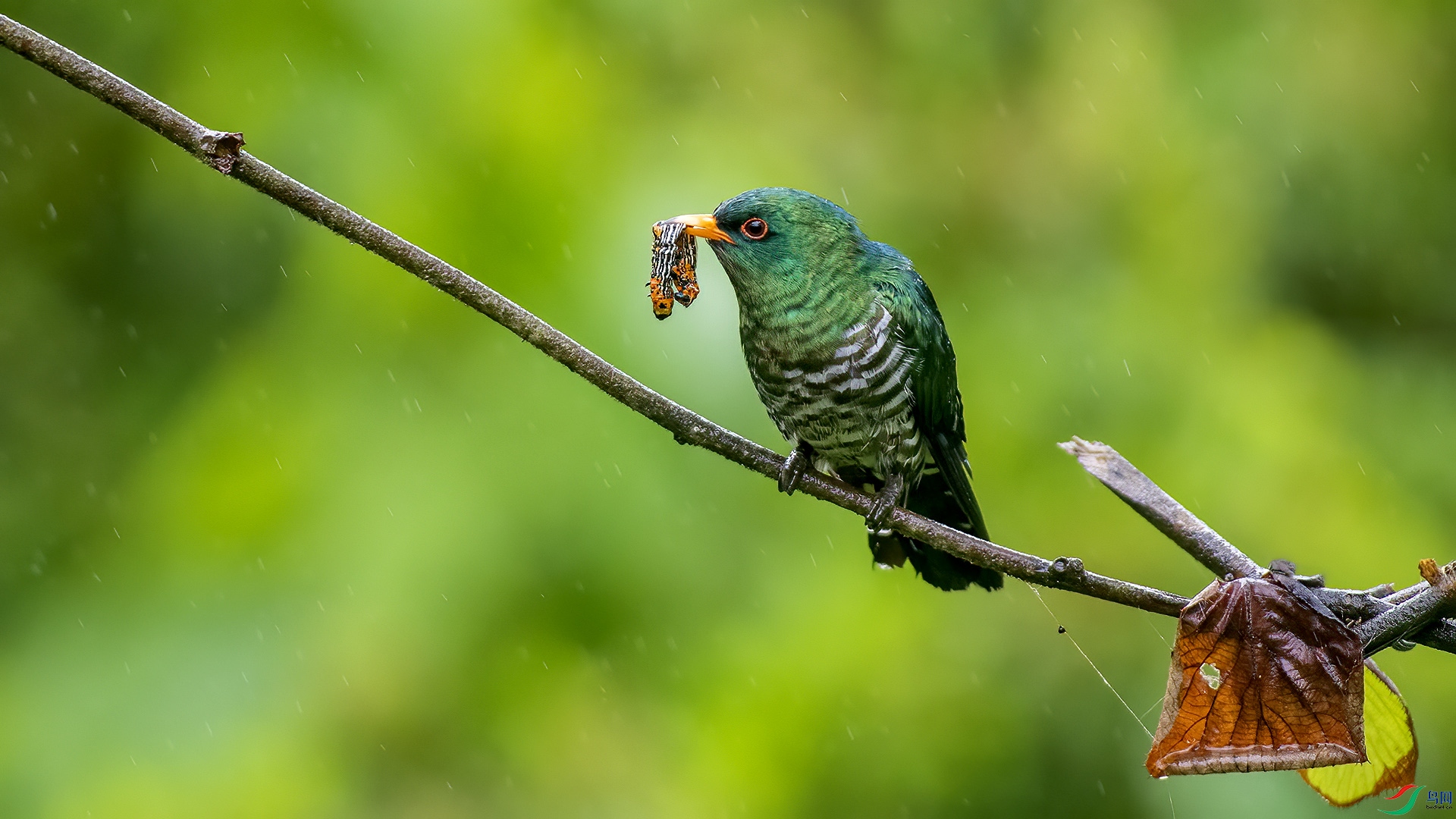 DSC_80mm37.jpg