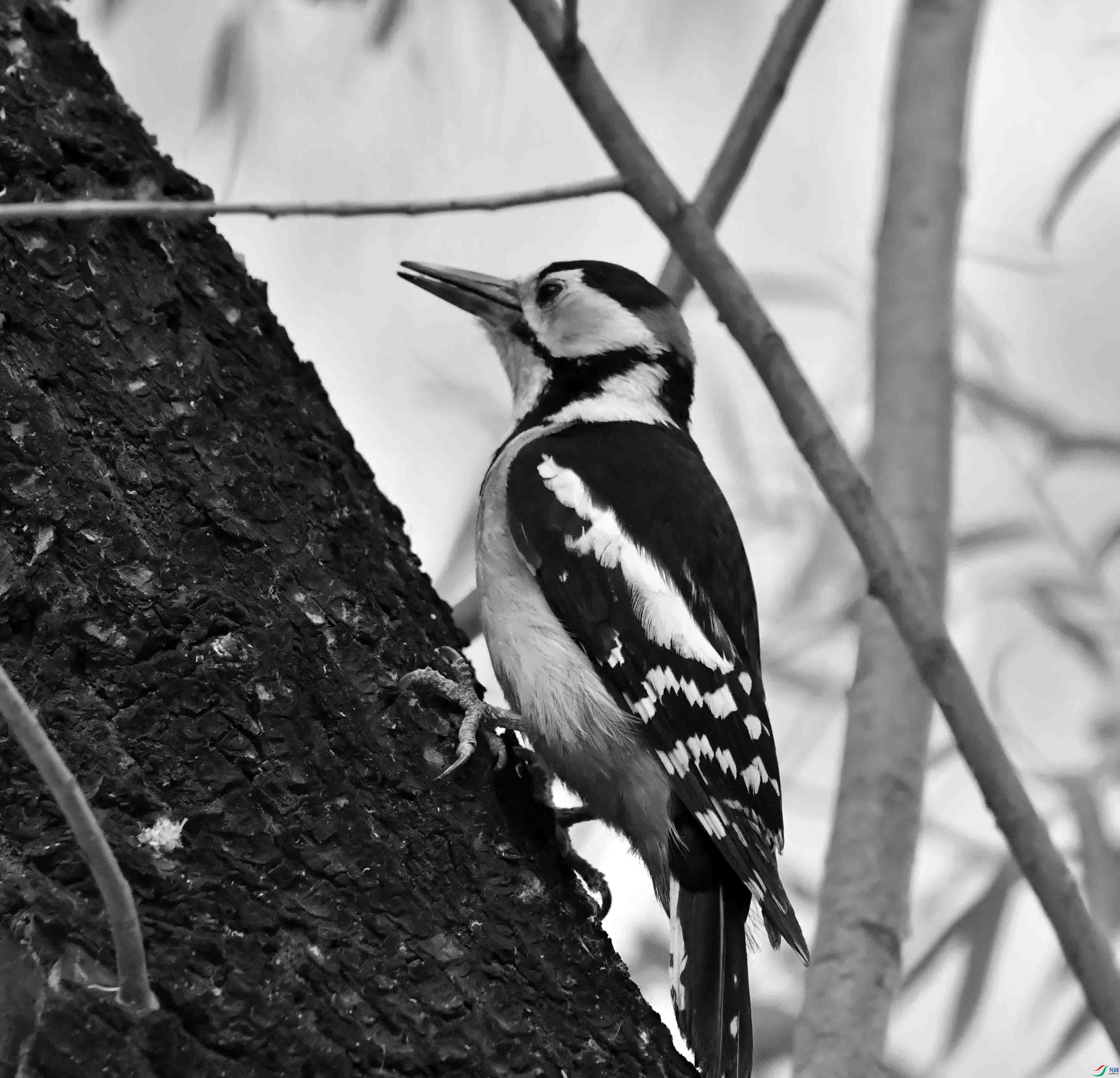 DSC_1707.JPG