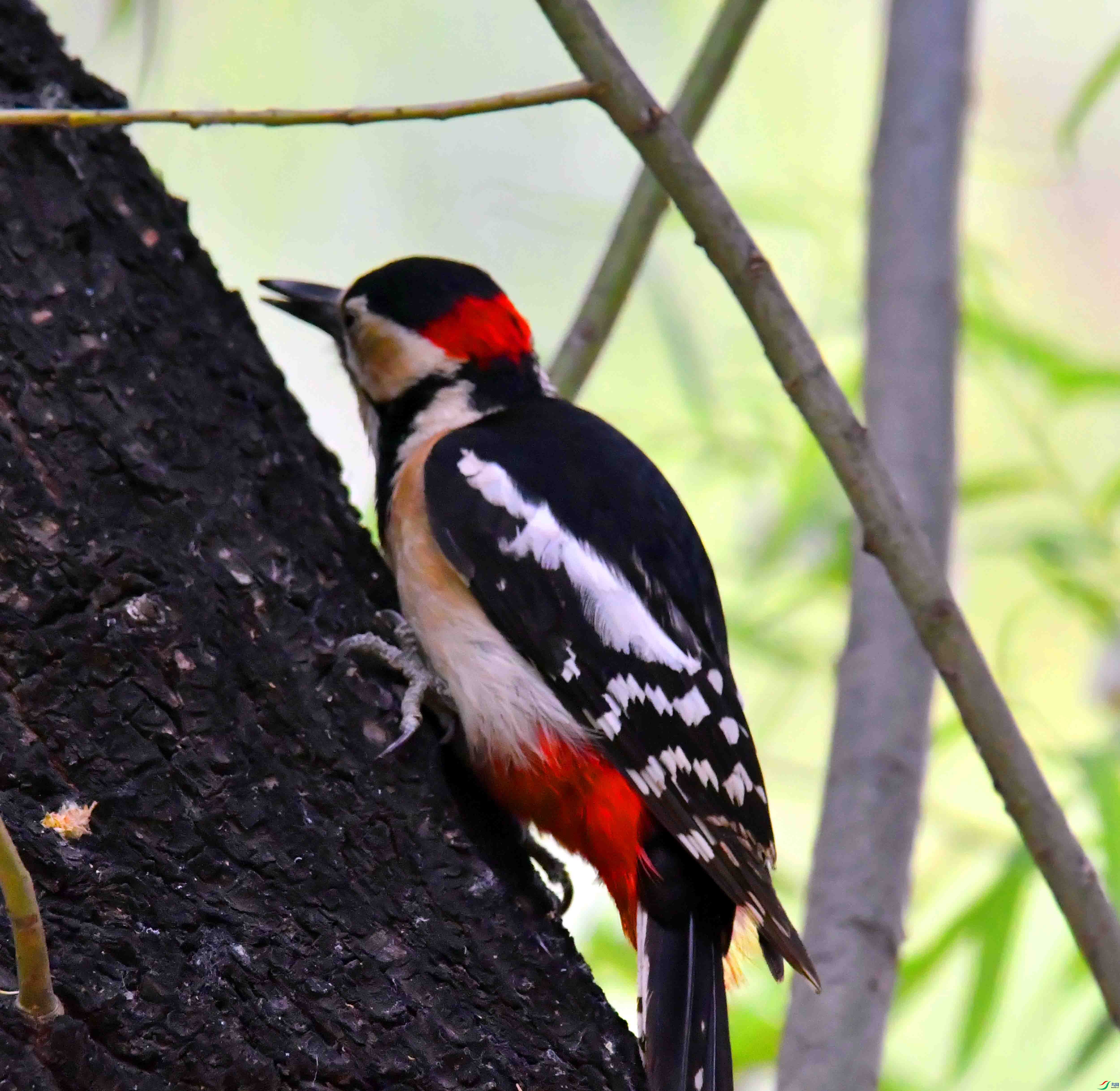 DSC_1706.JPG