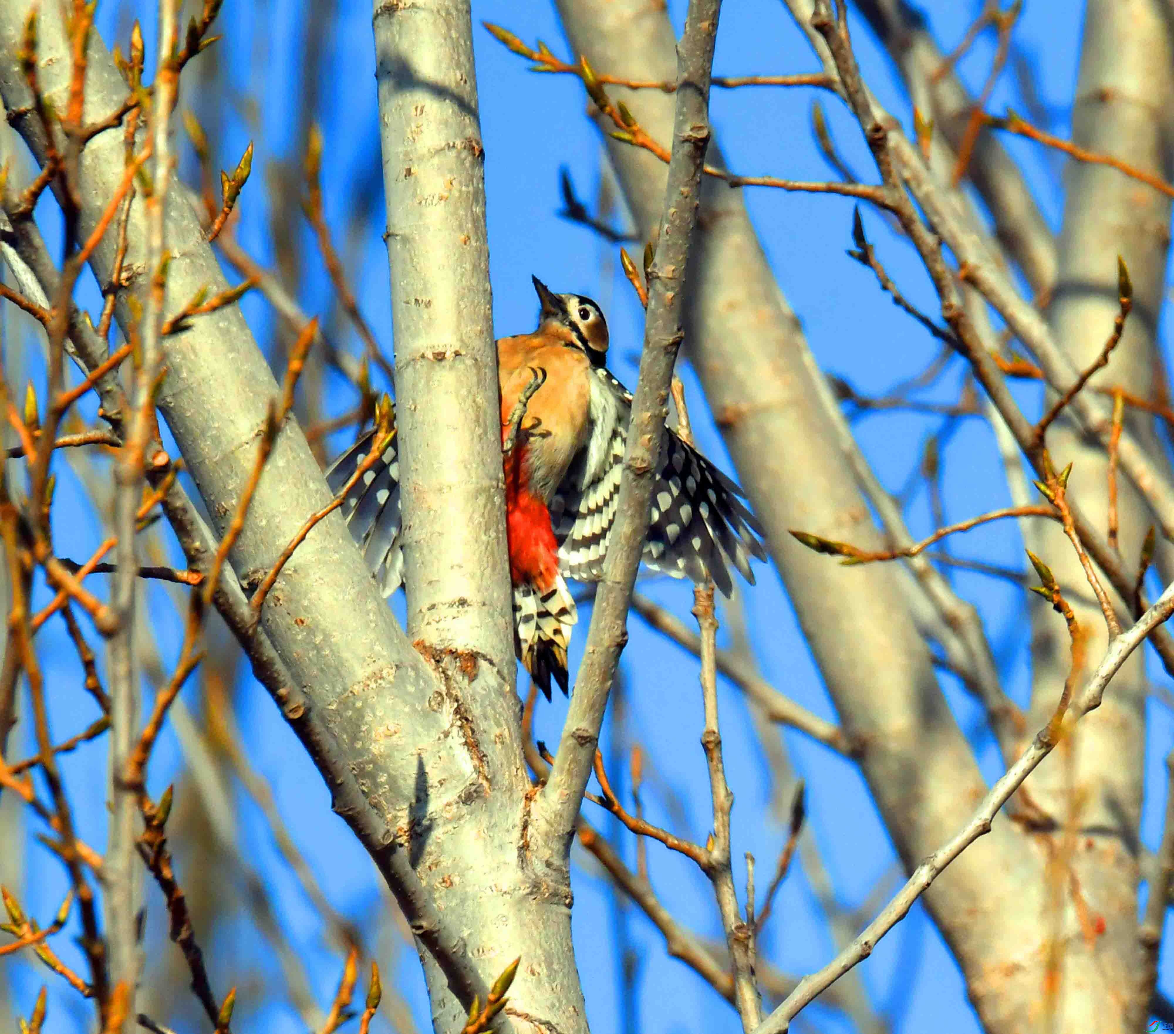 DSC_8726.JPG