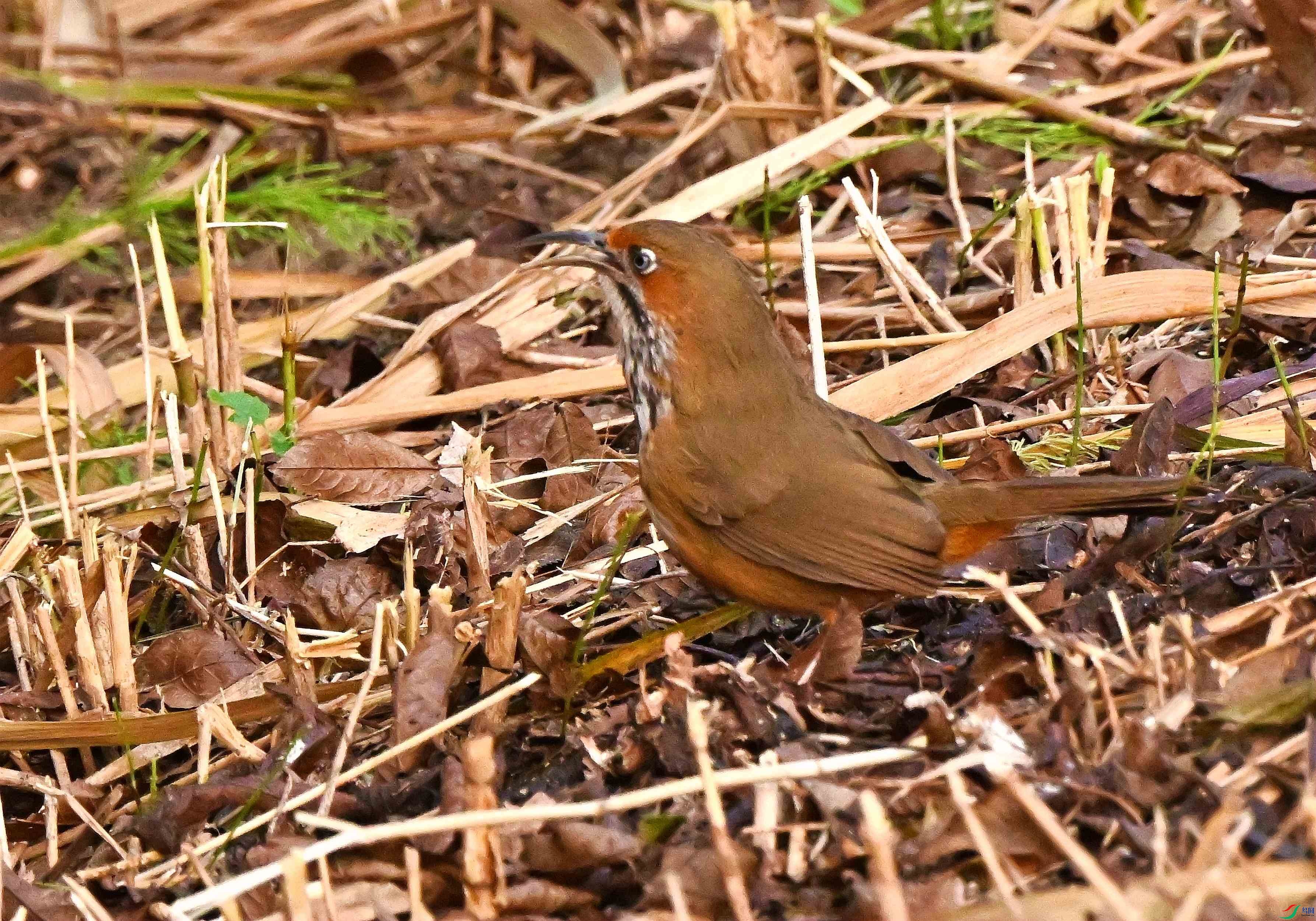 DSC_0830.JPG