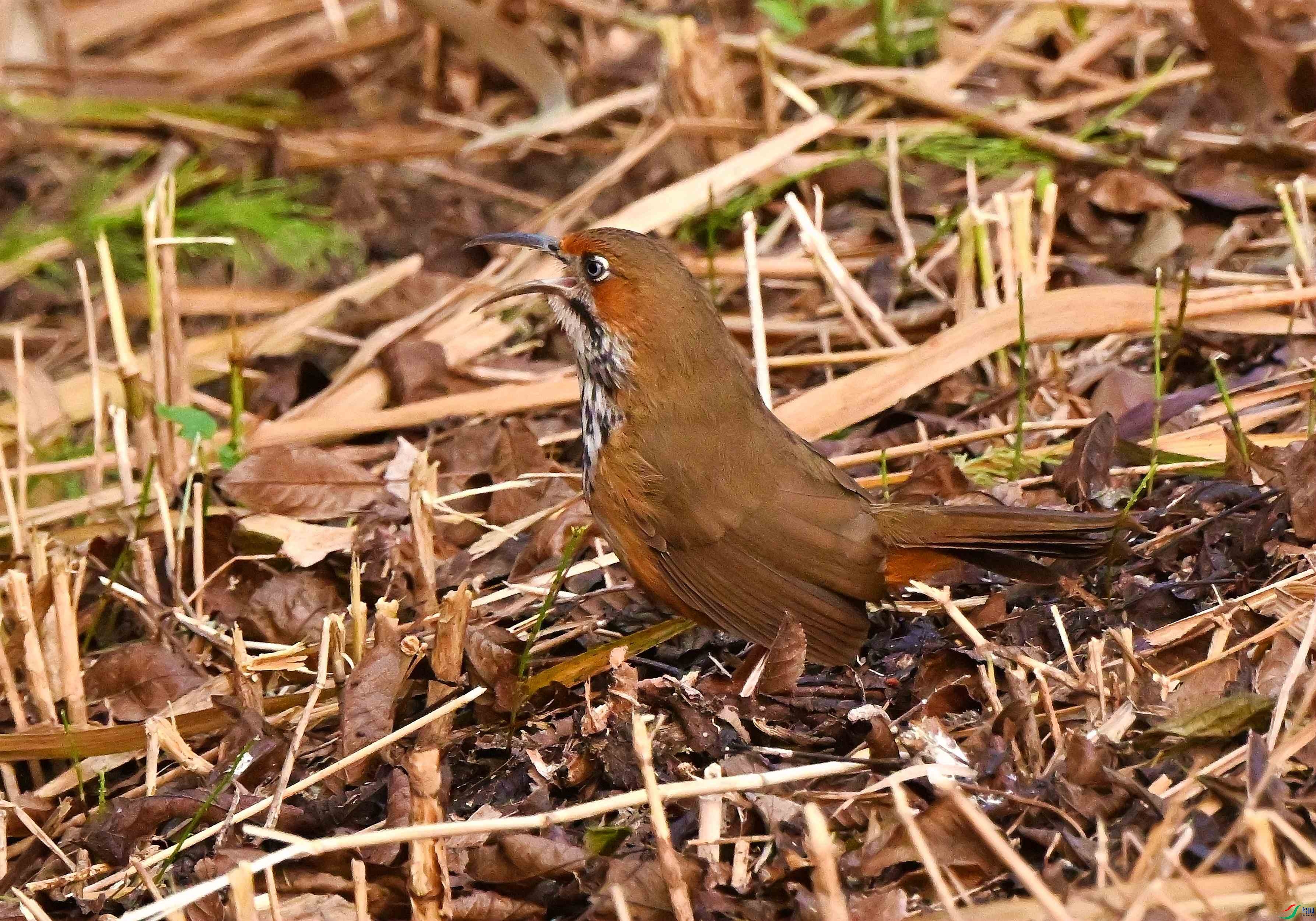 DSC_0837.JPG