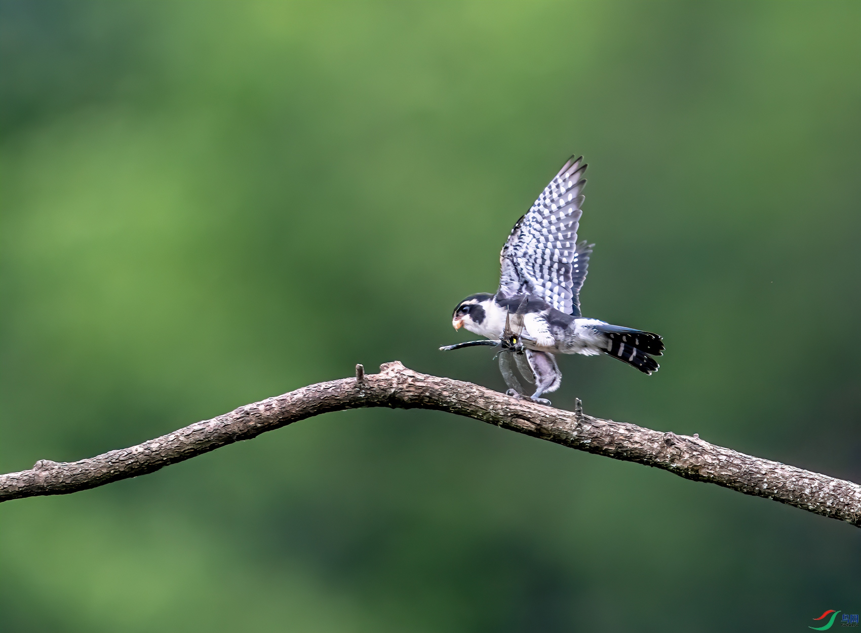 DSC_2544-11.jpg