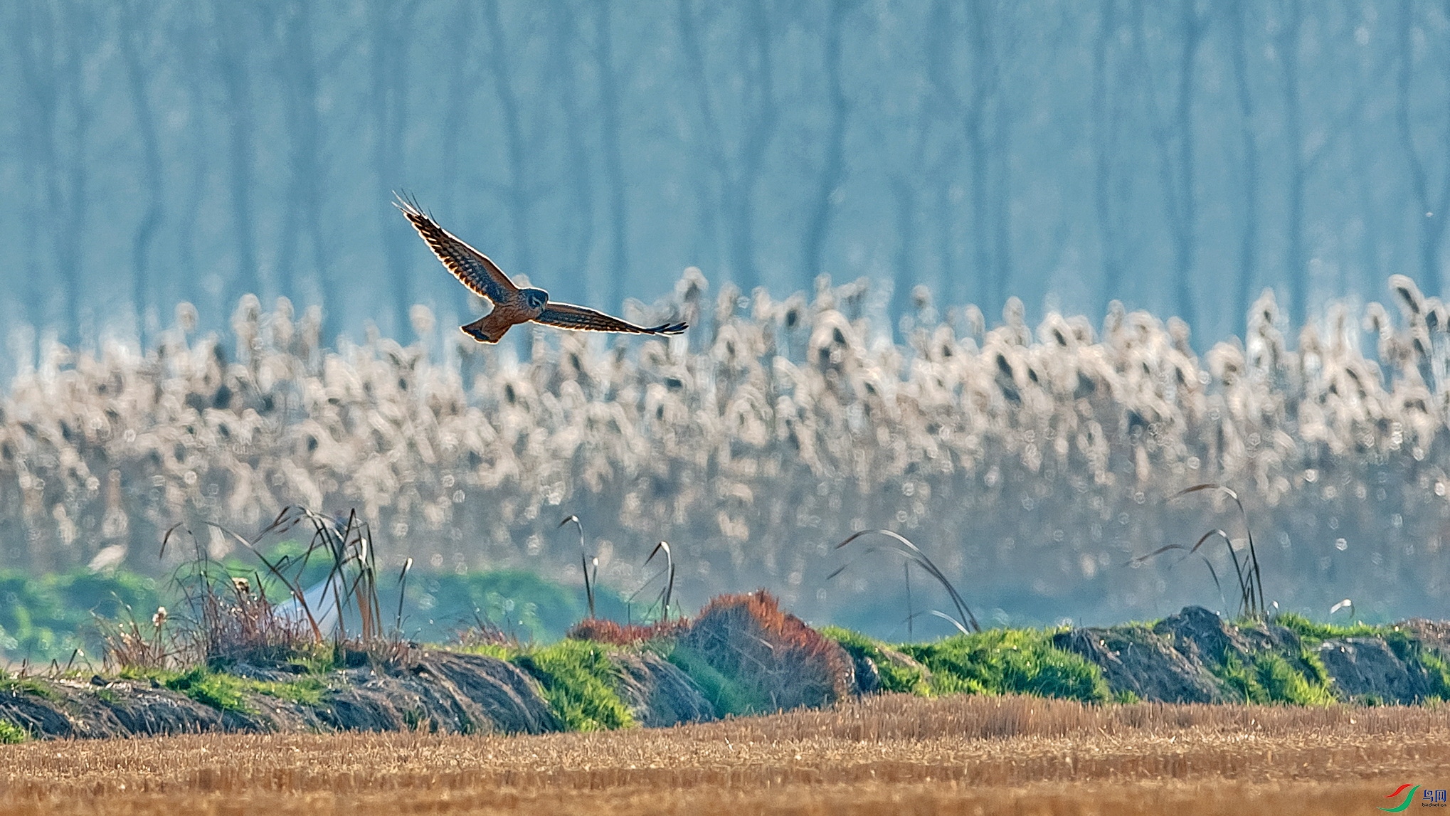DSC_9799a.jpg
