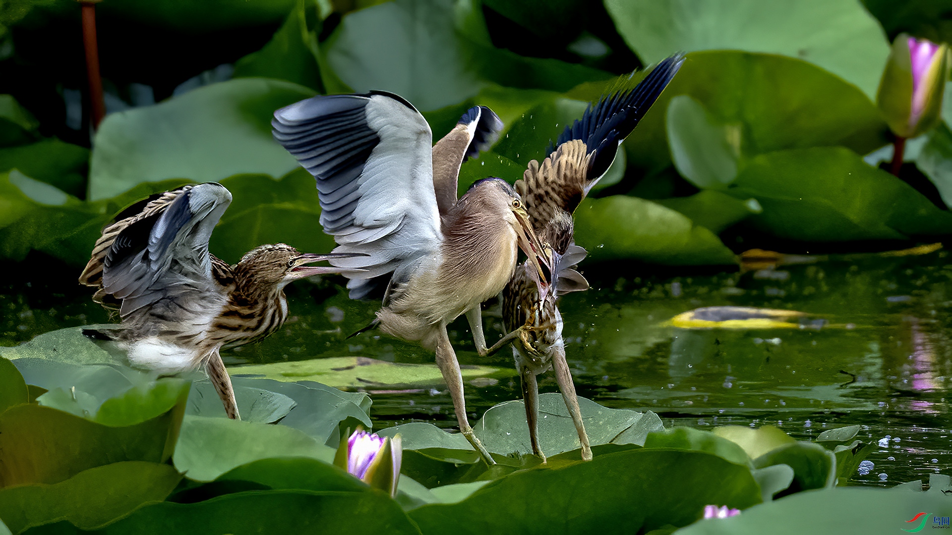 DSC_8672-.jpg
