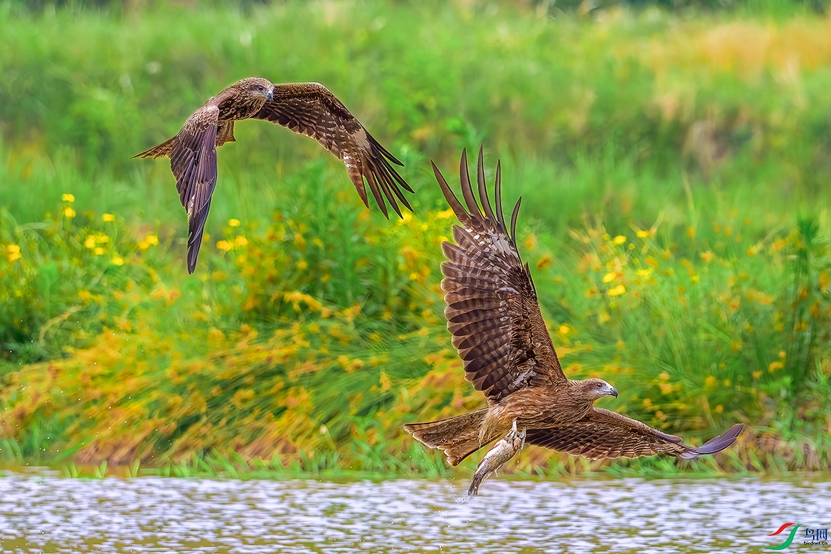 DSC_6868b.jpg