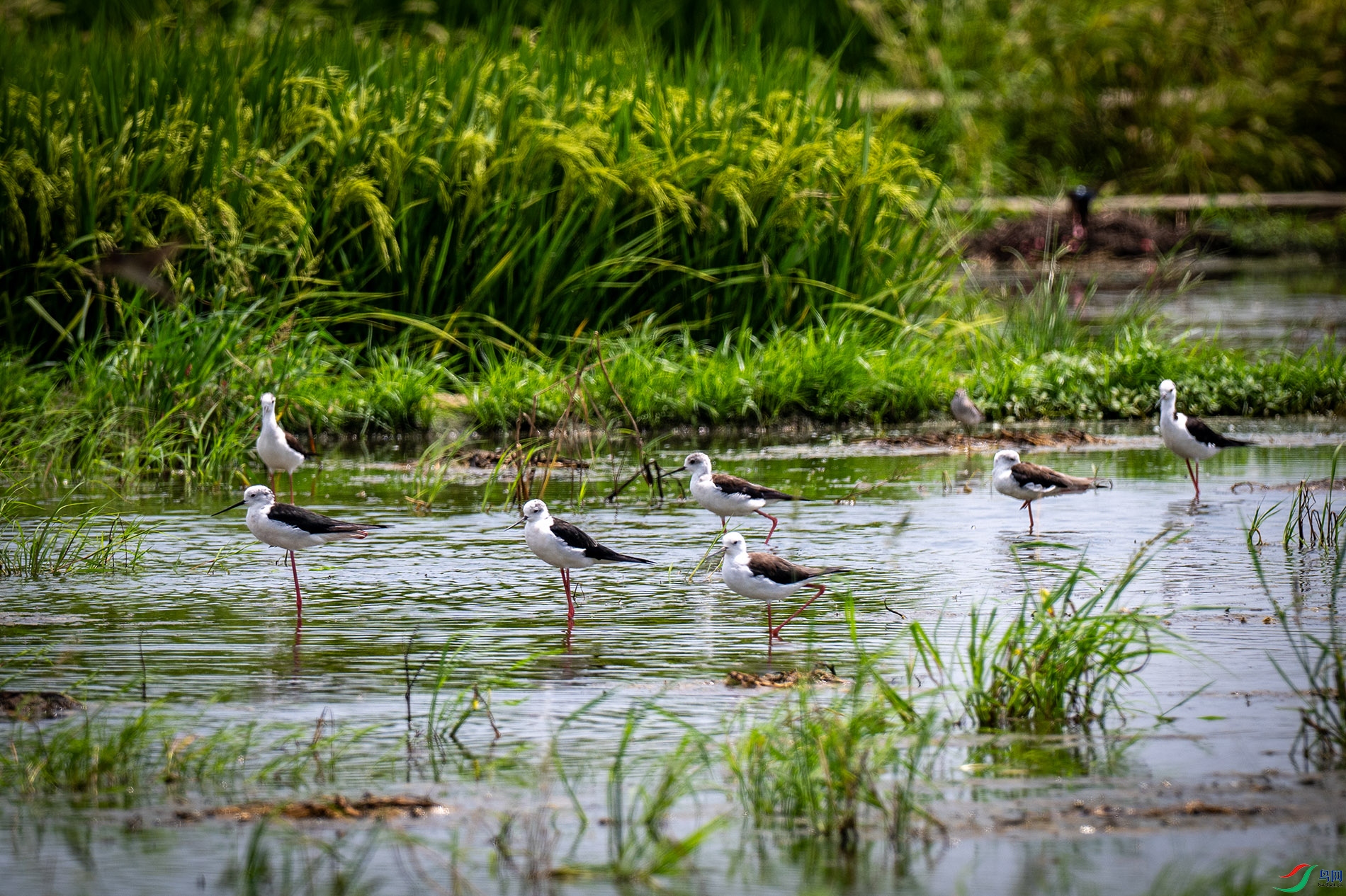 DSC_6754 0.jpg