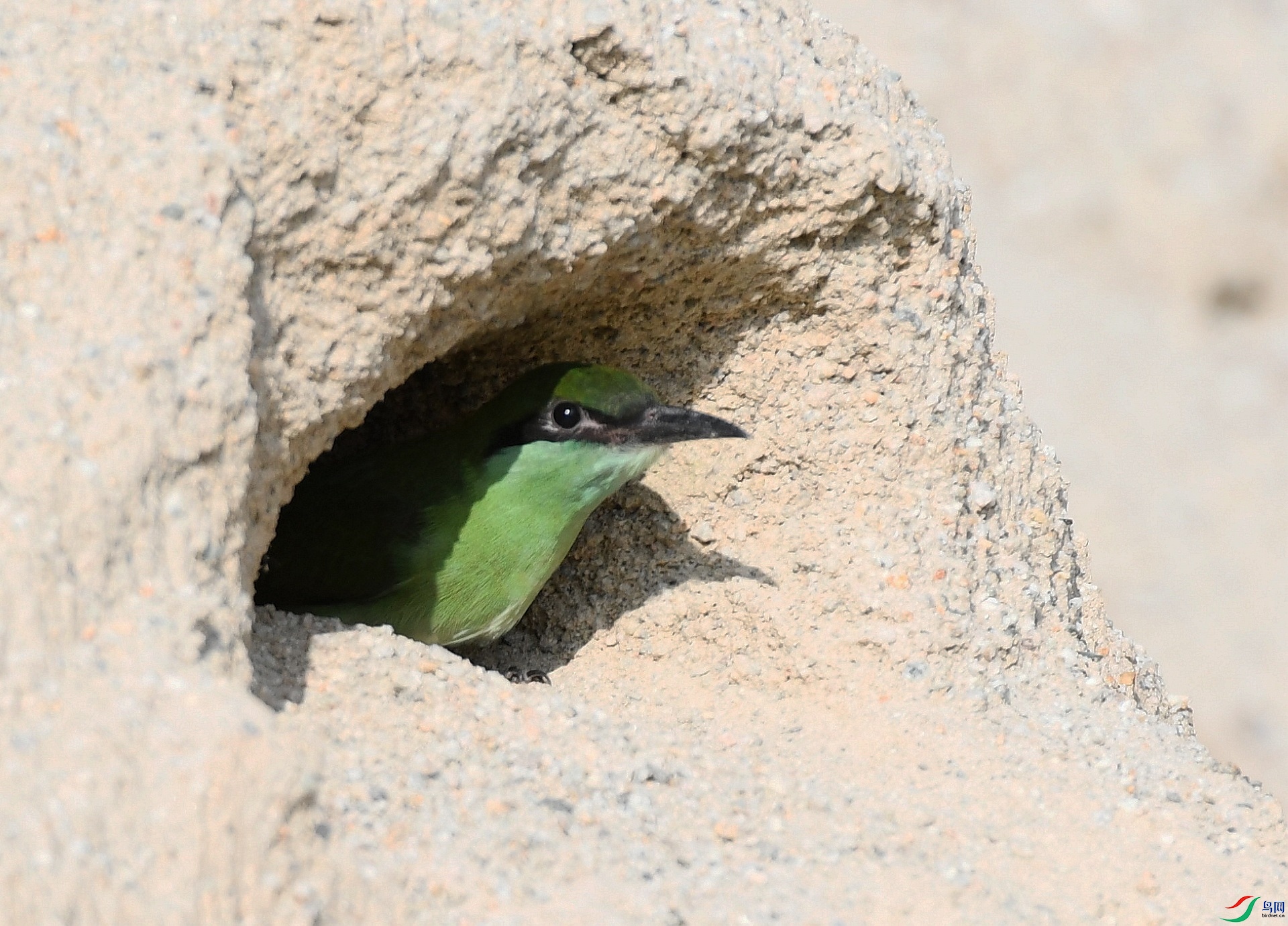 DSC_2333.jpg