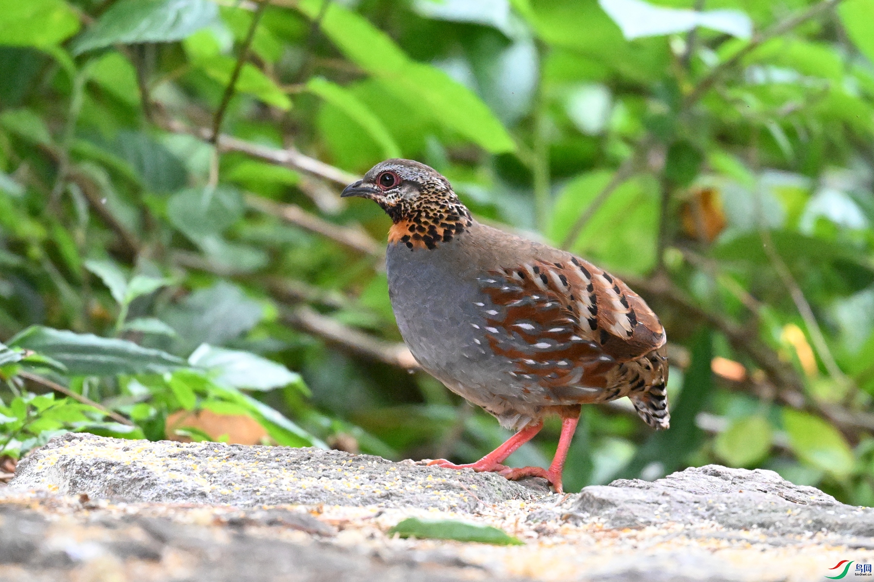 DSC_5768.JPG