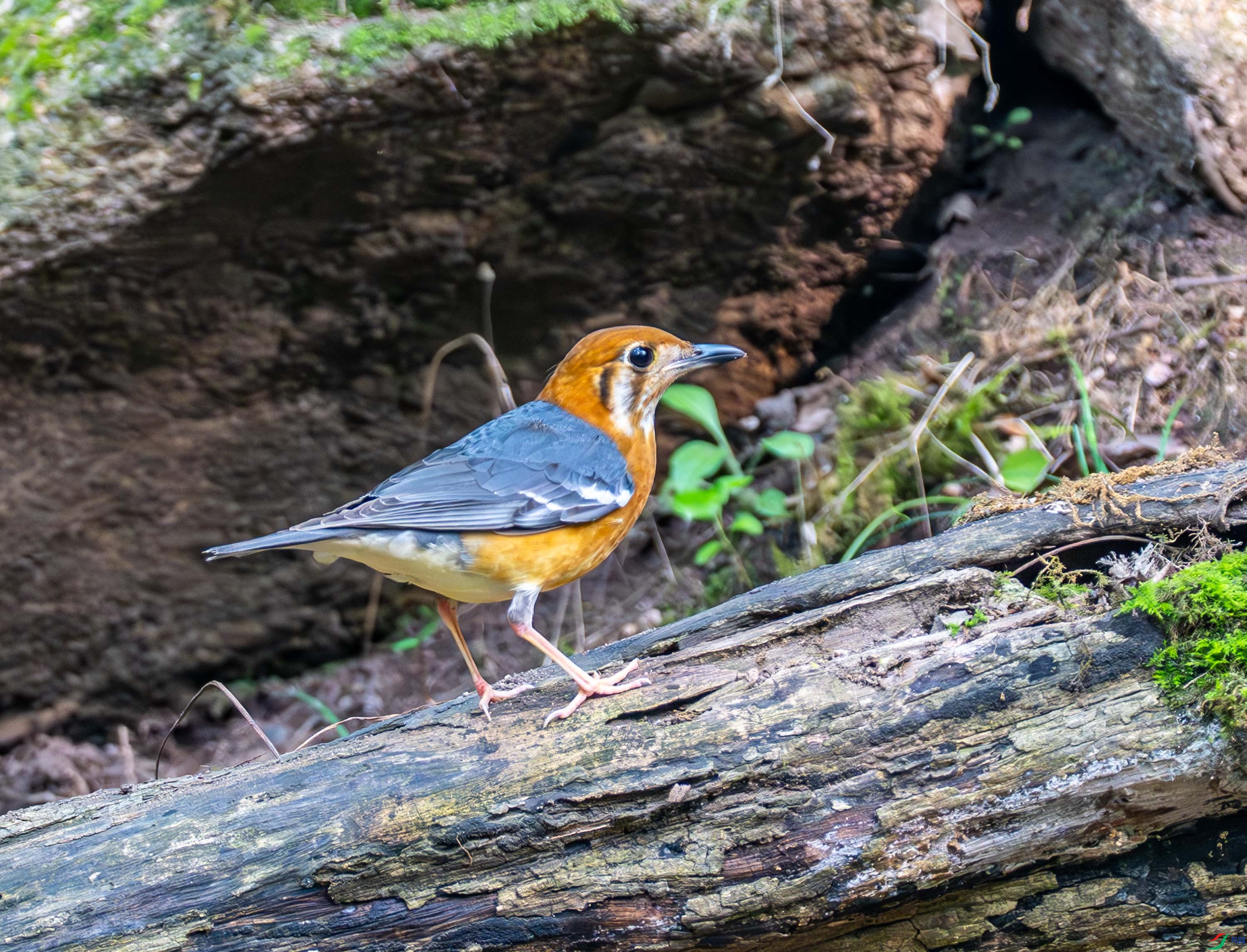 ��ͷ��� (9 - 27).jpg