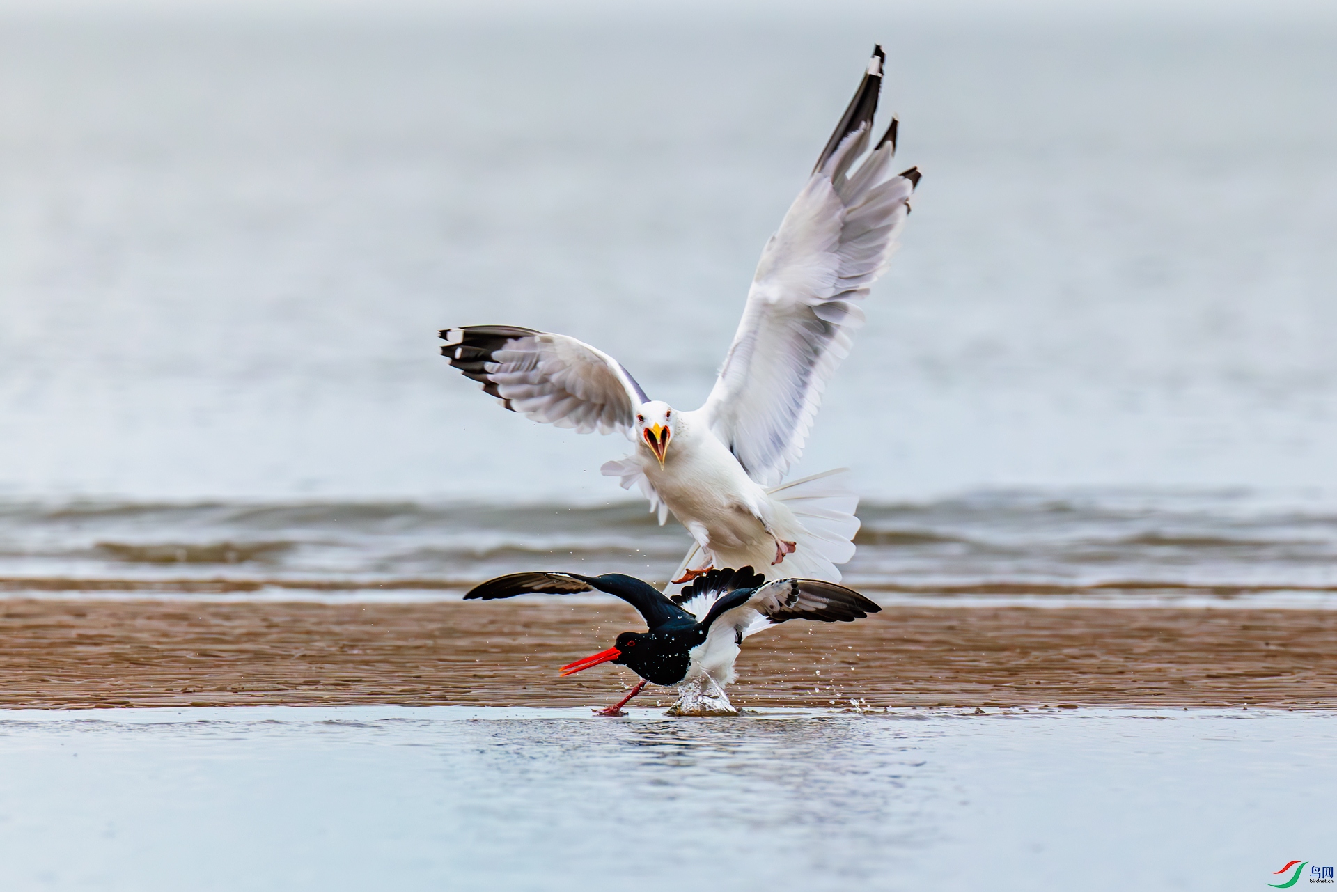 323A5524-1��.jpg