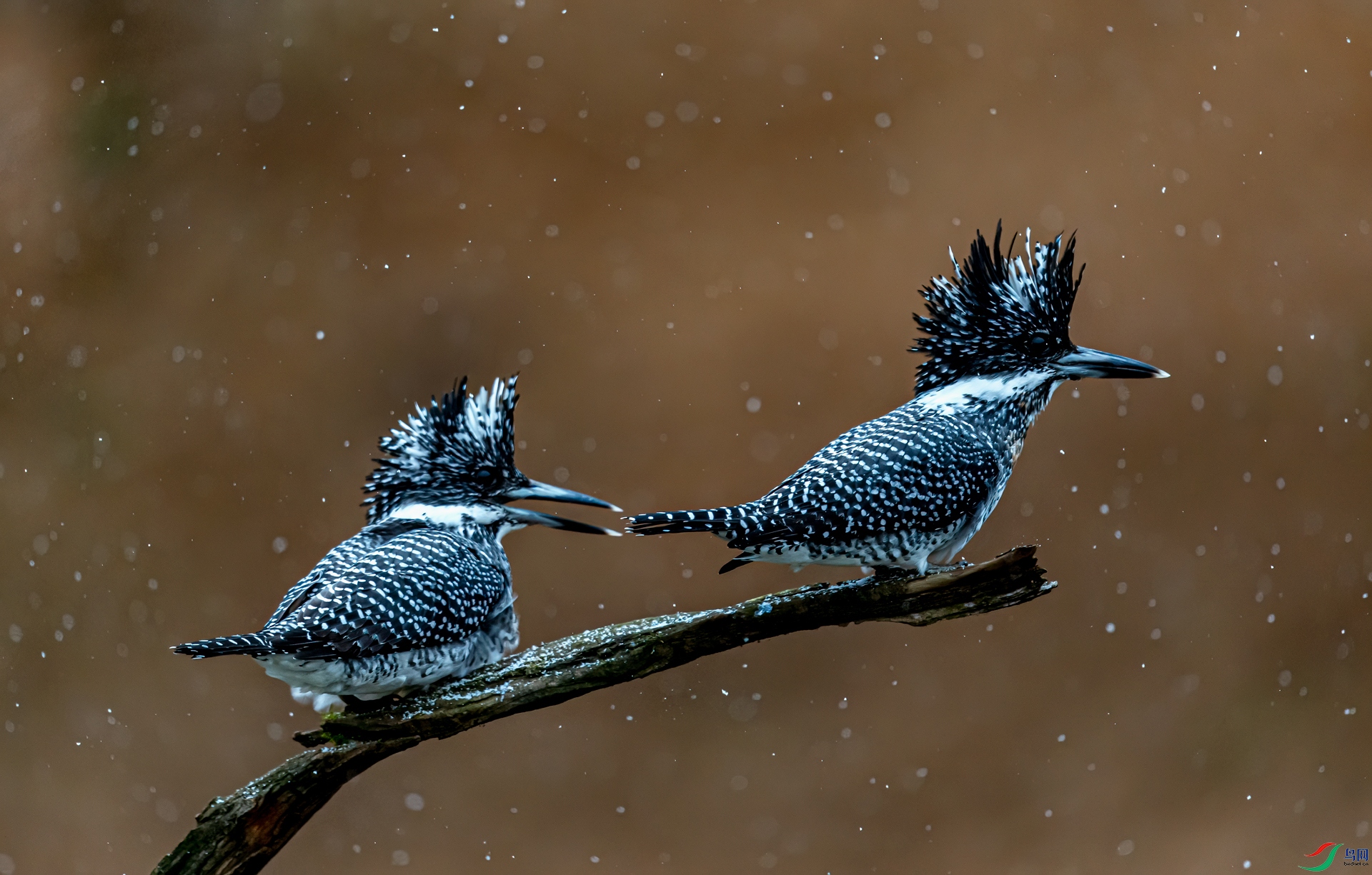 DSC_3843-1.jpg