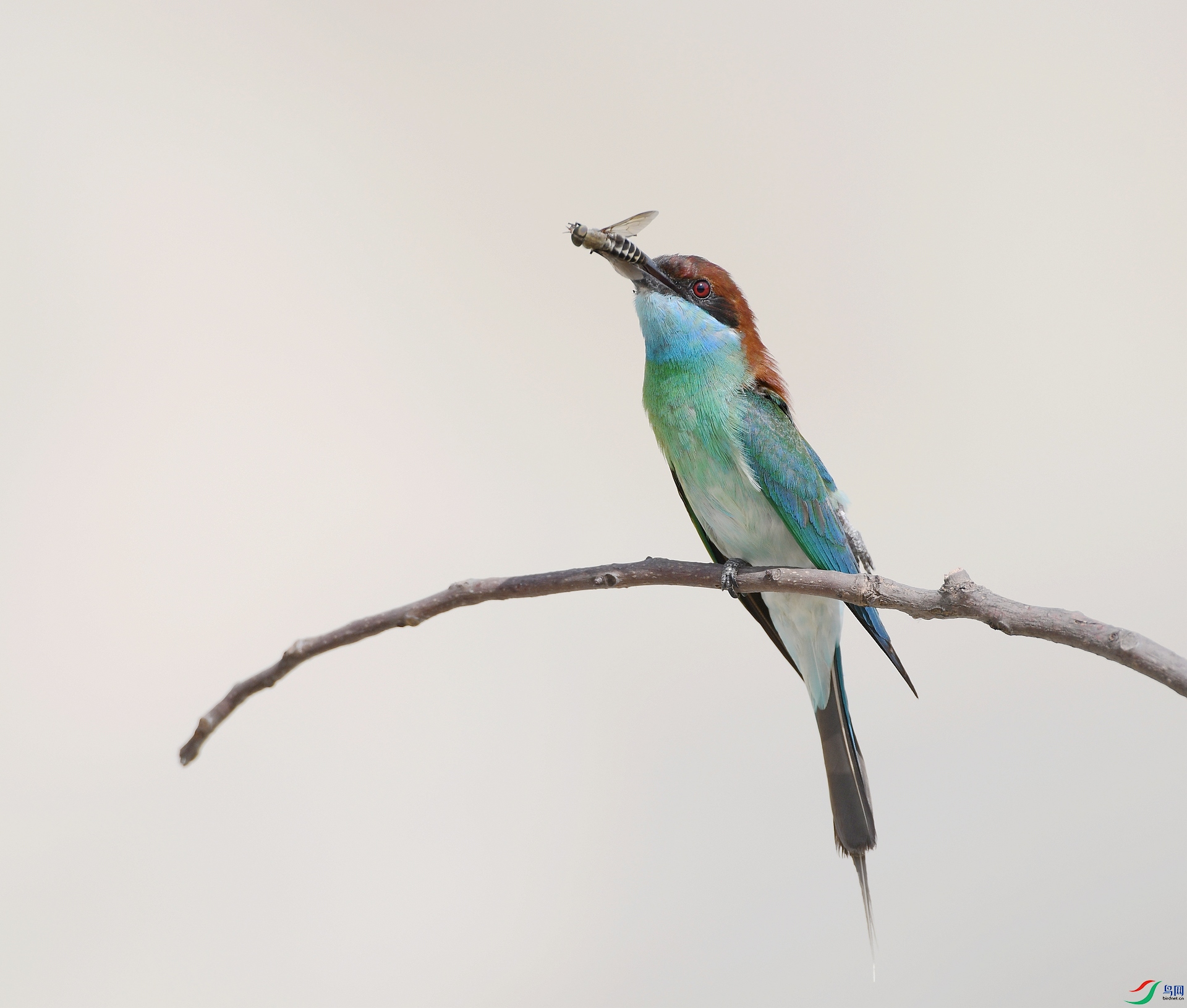 DSC_1333.jpg