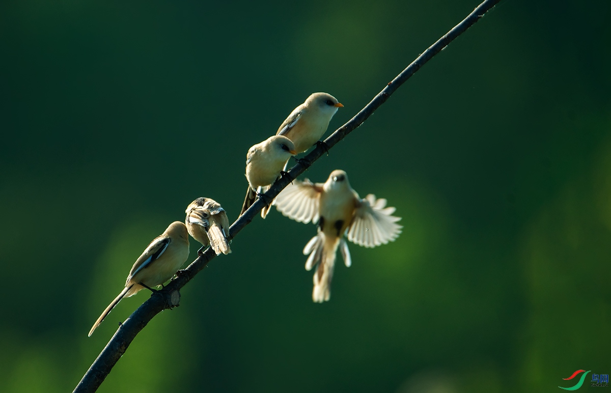 DSC_9207.jpg