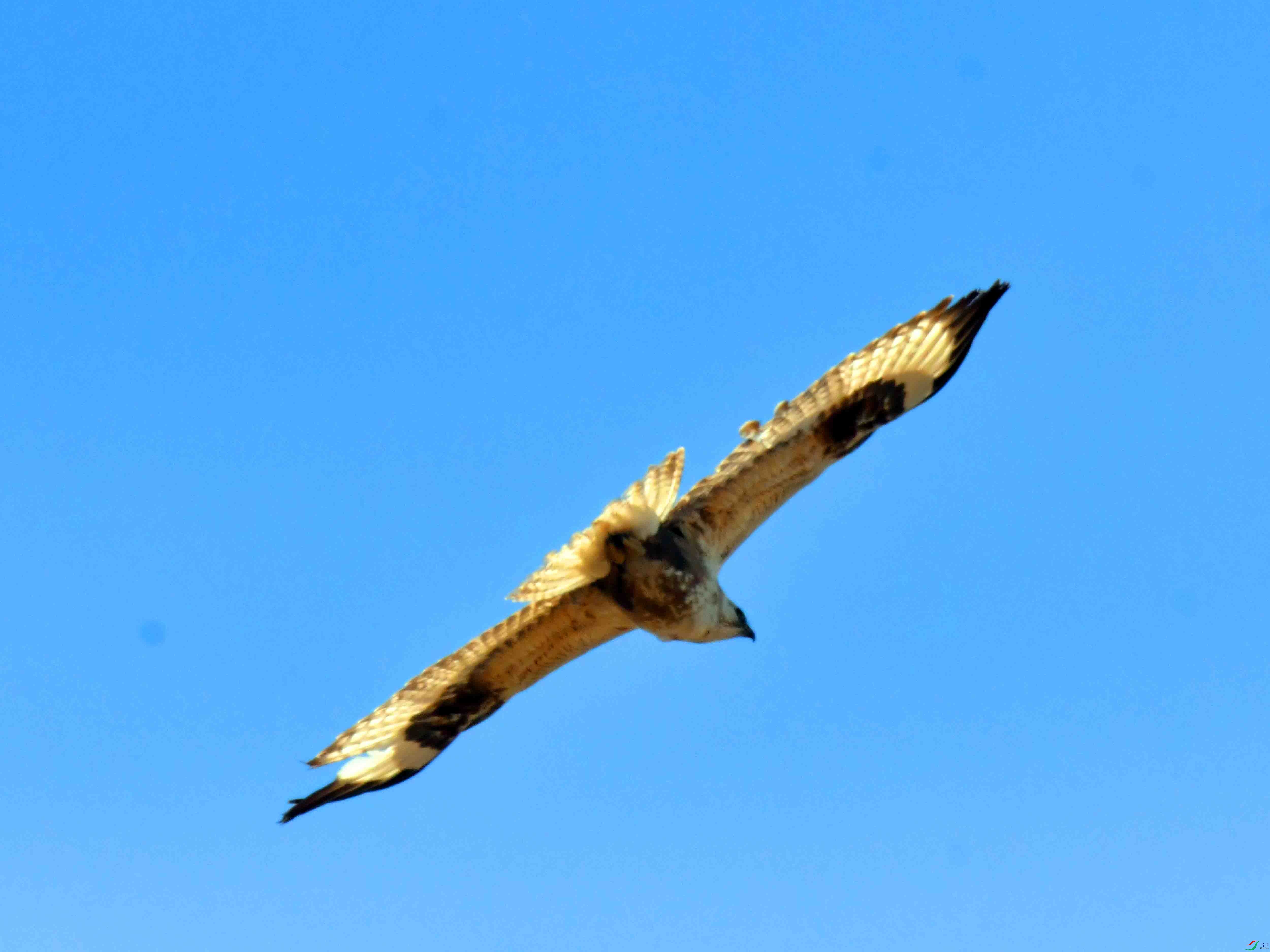 DSC_2225.JPG