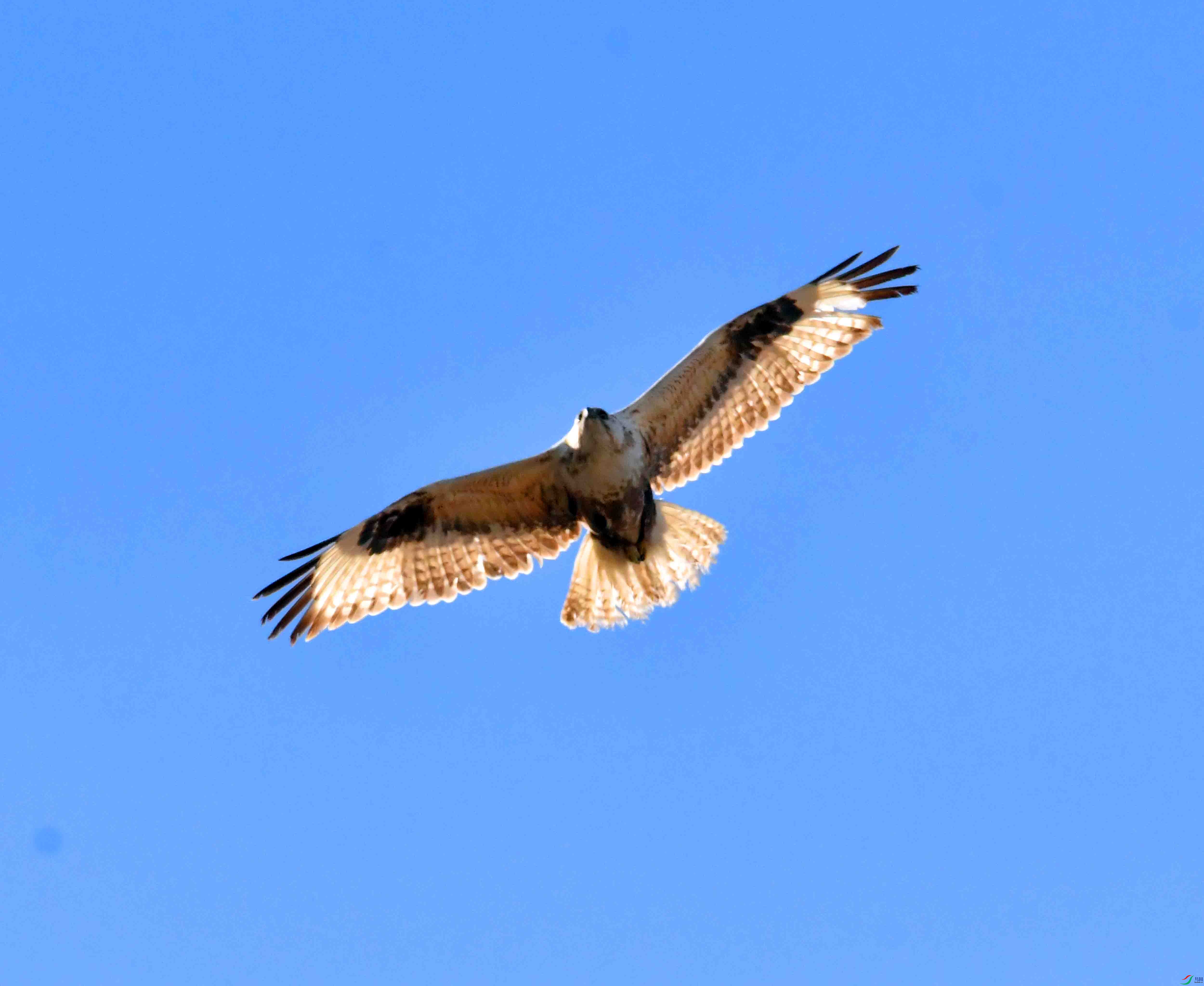 DSC_2302.JPG