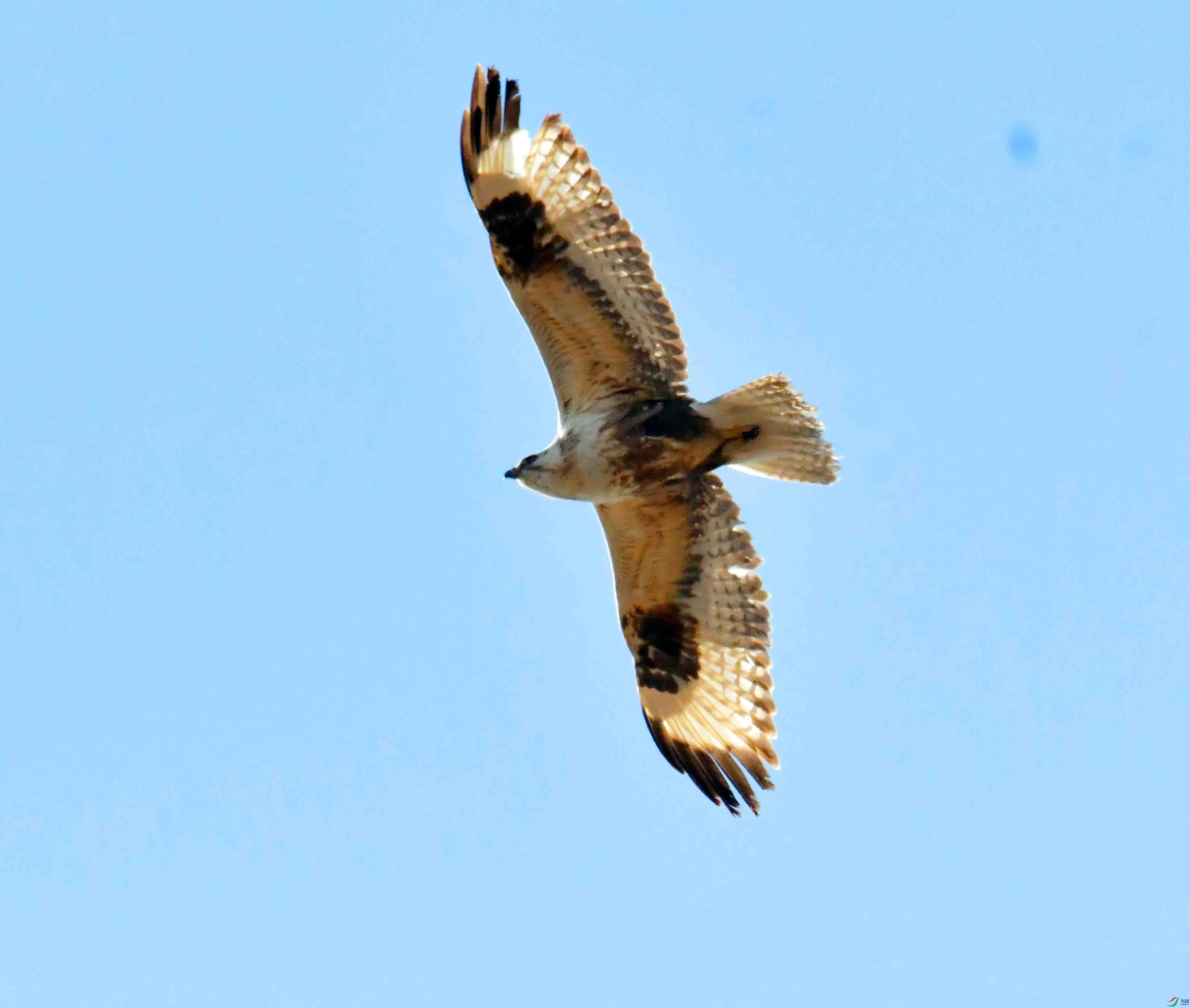 DSC_2305.JPG