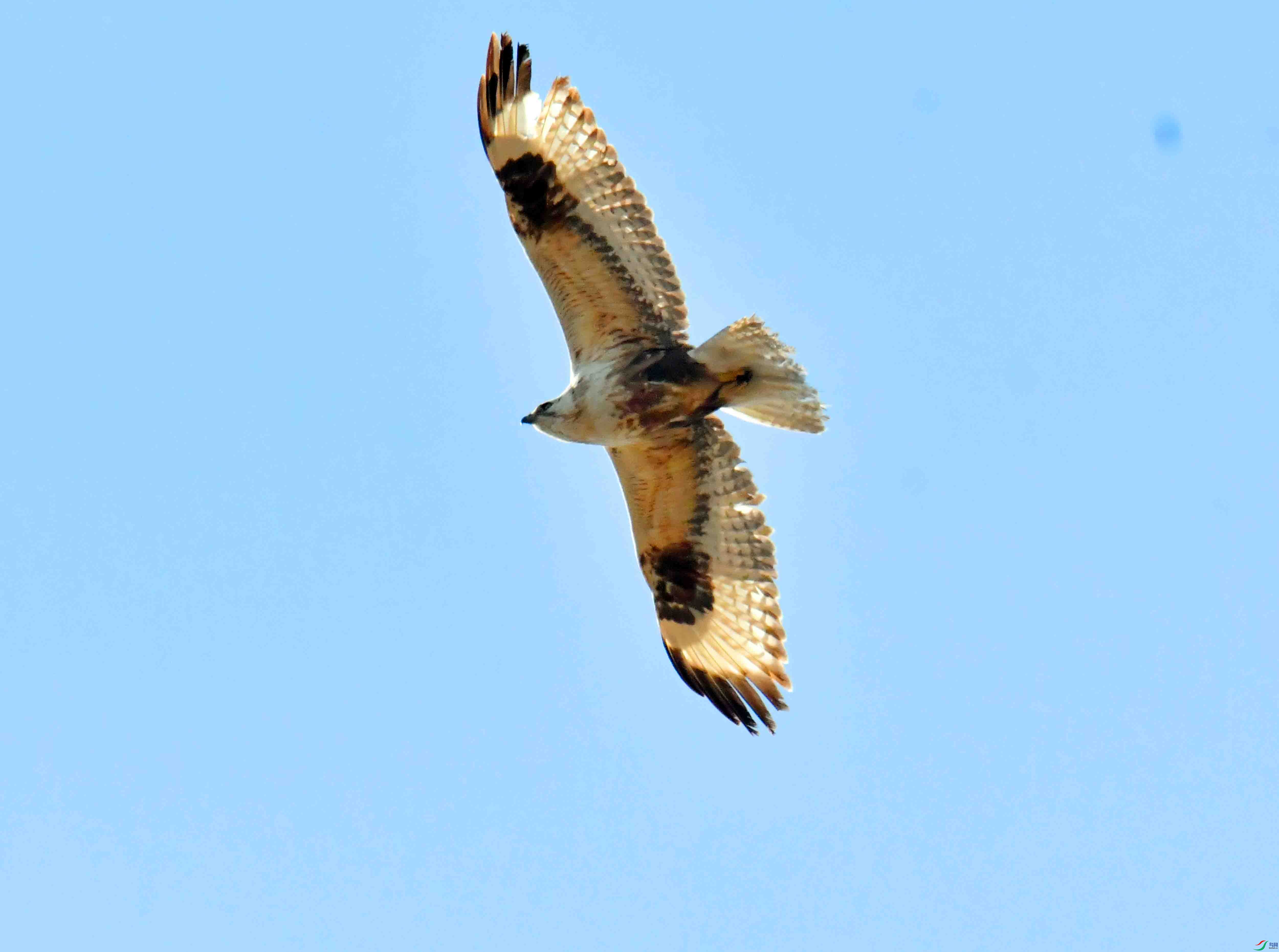 DSC_2306.JPG