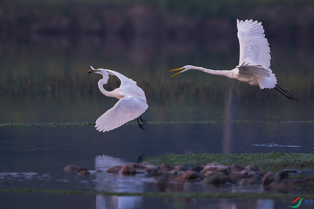 _DSC7834 ׷�Զ�ʳ 2 ����.jpg