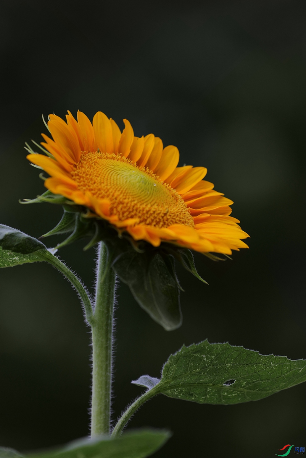 3X7A8695.JPG