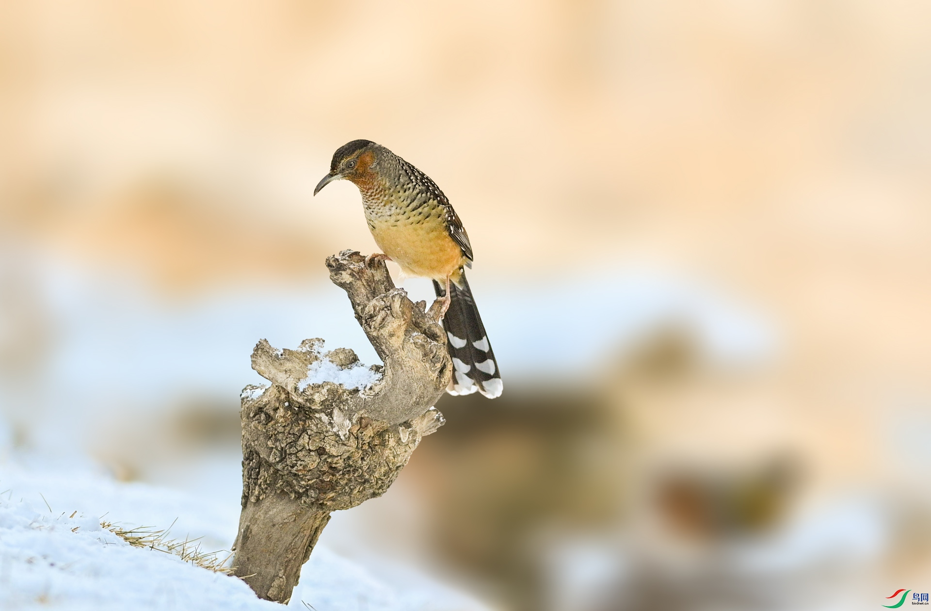DSC_7749_����v.jpg