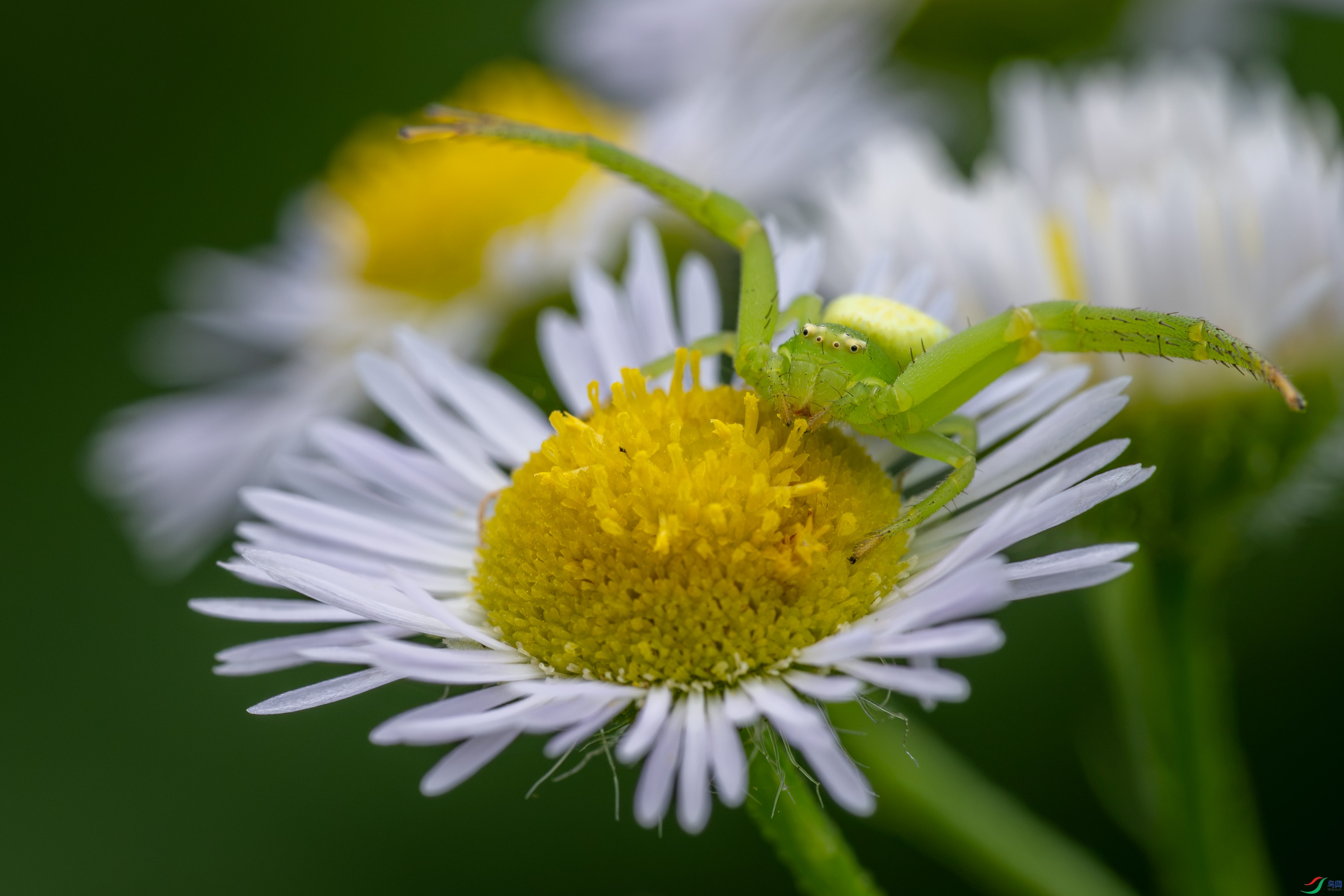 _PQG7595_1.JPG