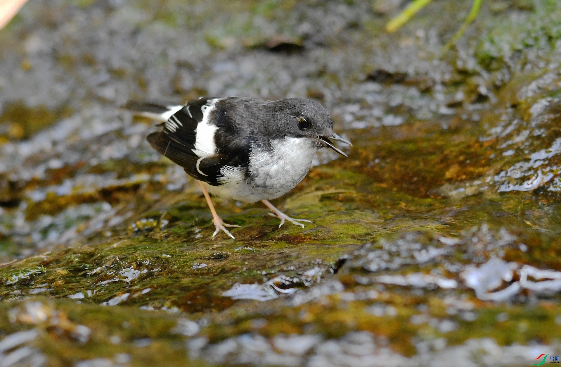 DSC_9109.jpg