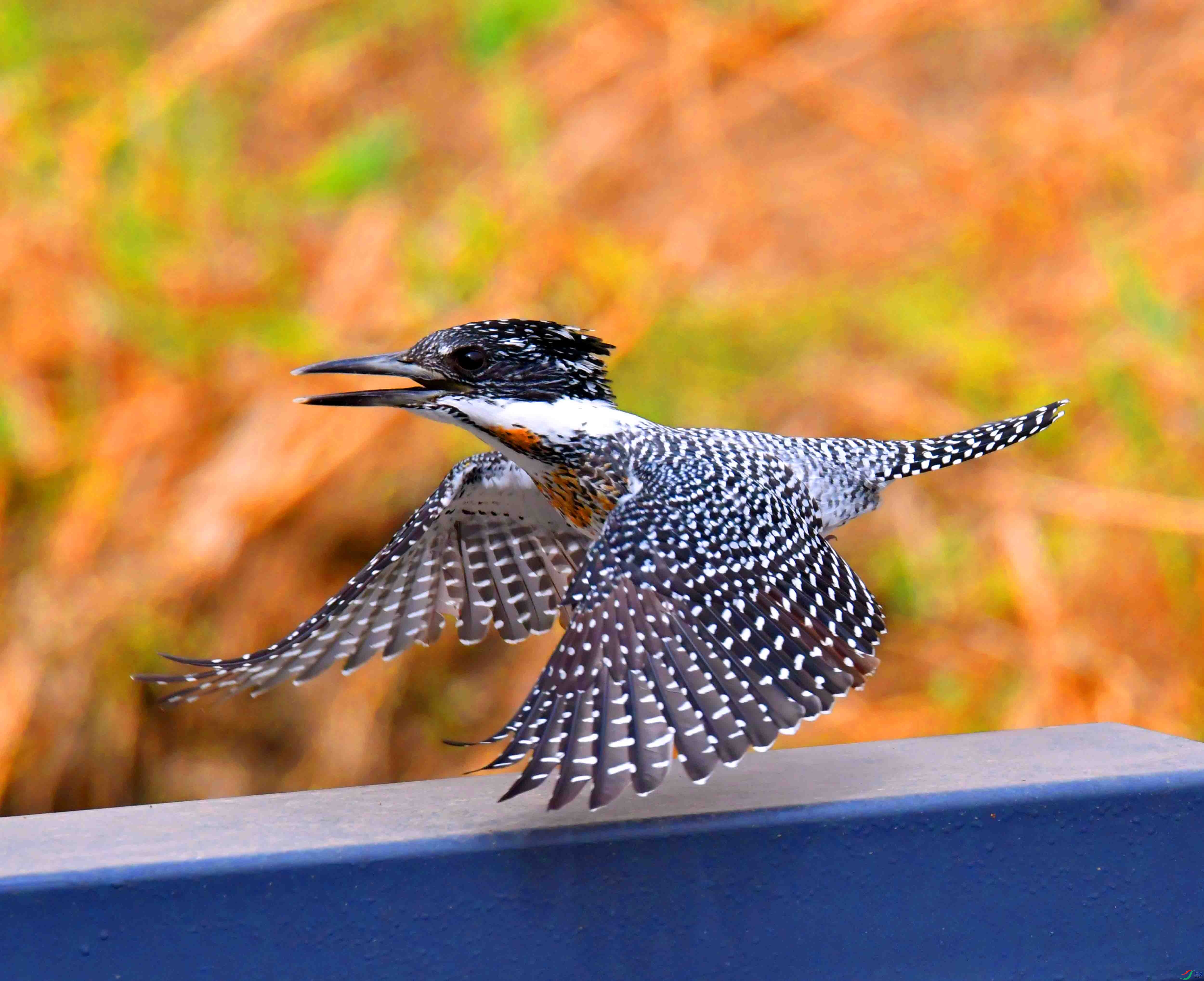 DSC_1973.JPG