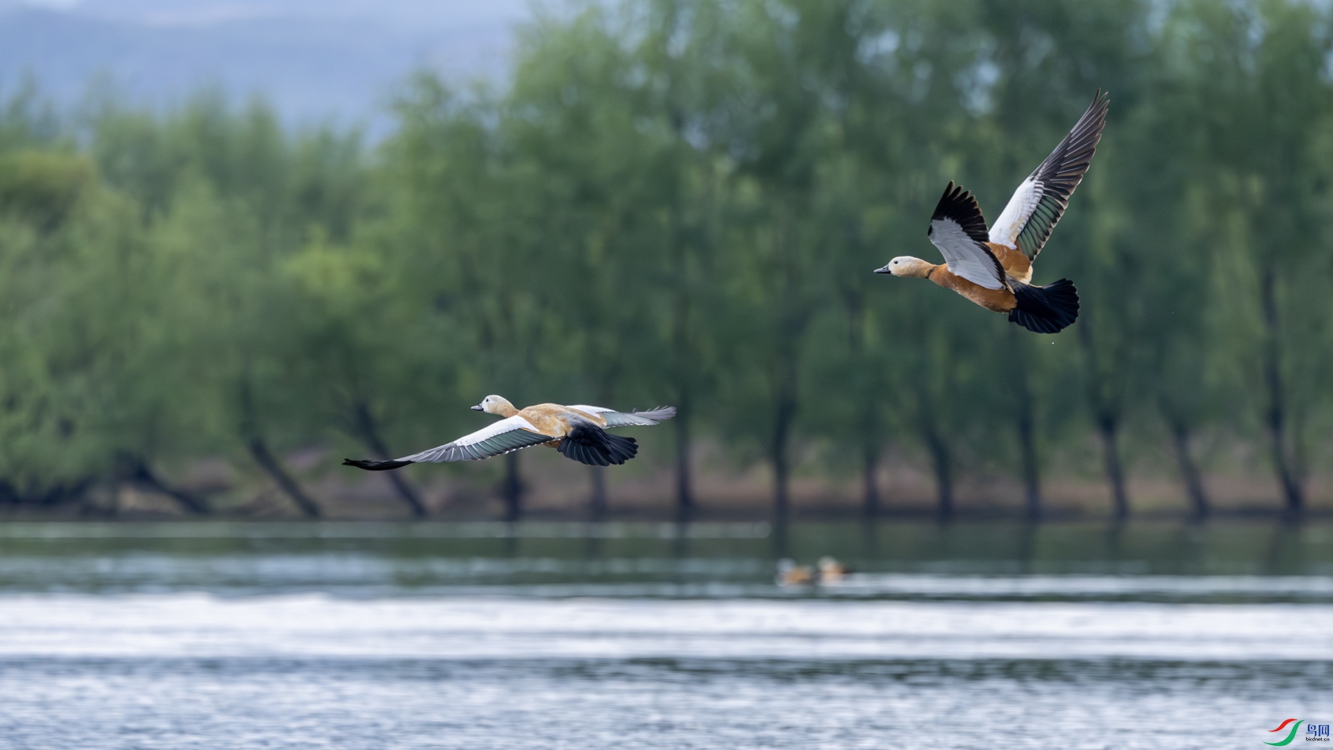 _A3A2034-1ab.jpg