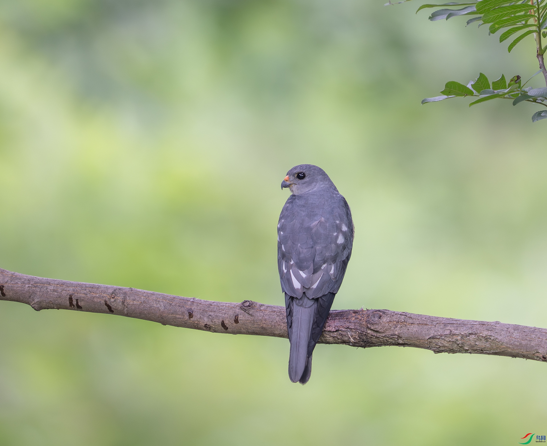 DSC_6873-1.jpg