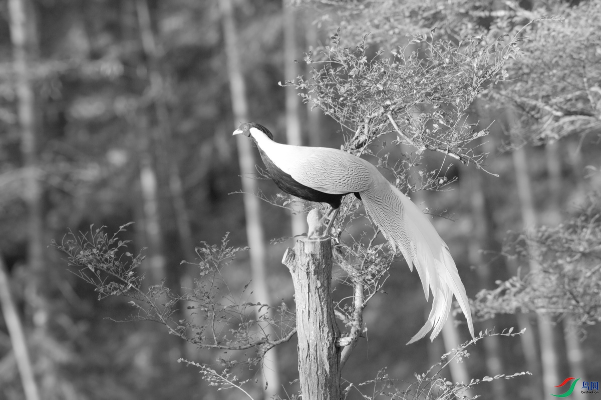 _DSC1454zx_������С.jpg